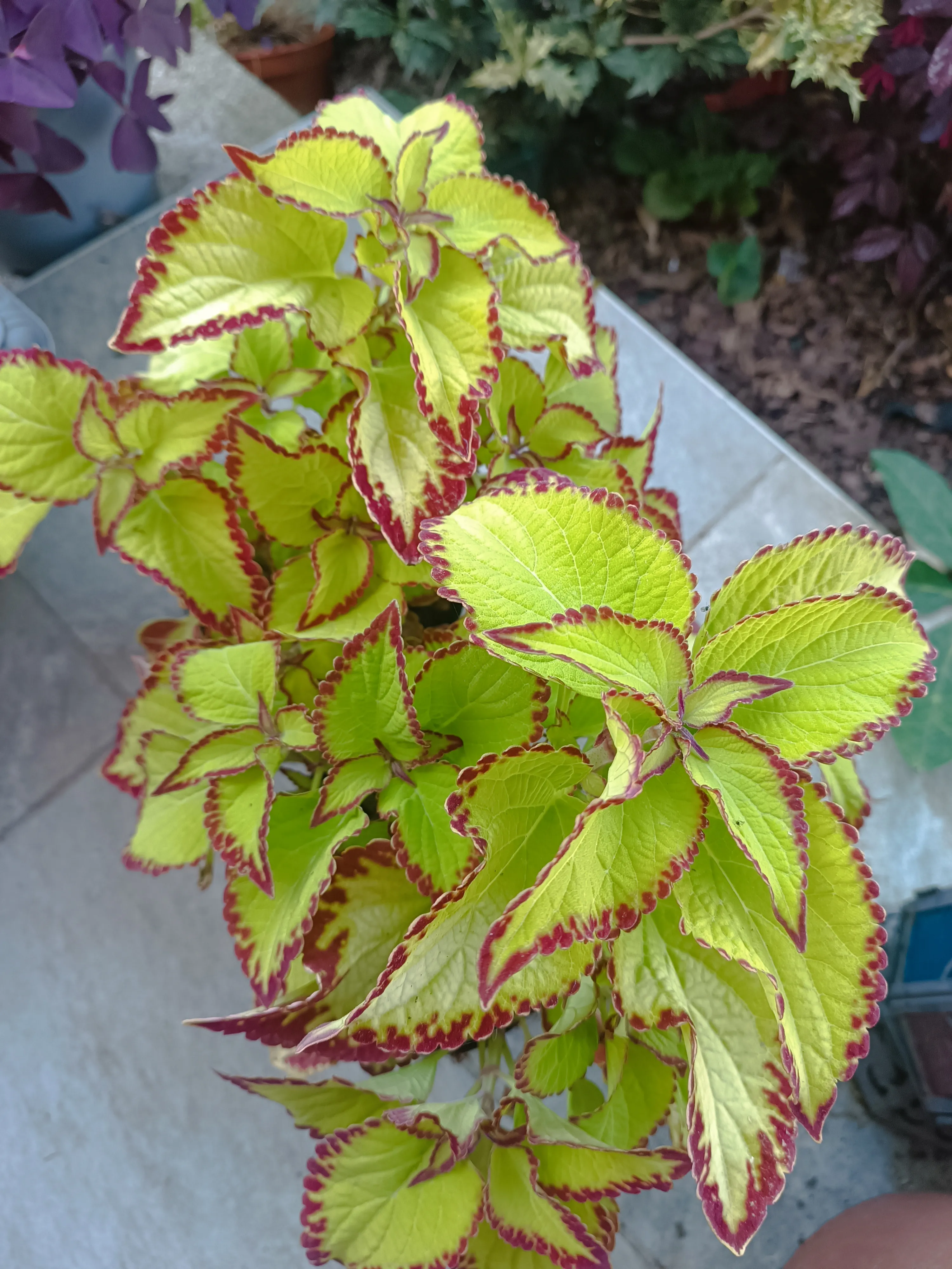 Coleus Green Red velvet