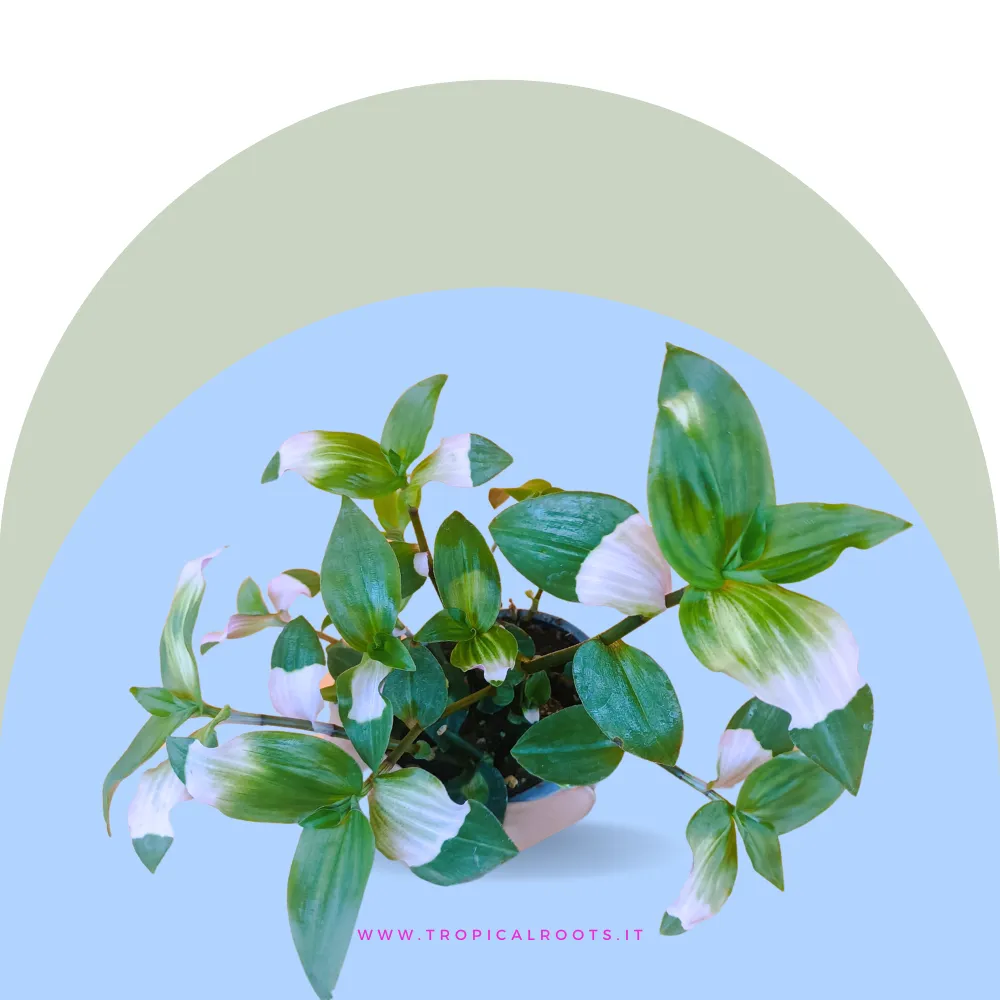 Tradescantia andersoniana Blushing Bride
