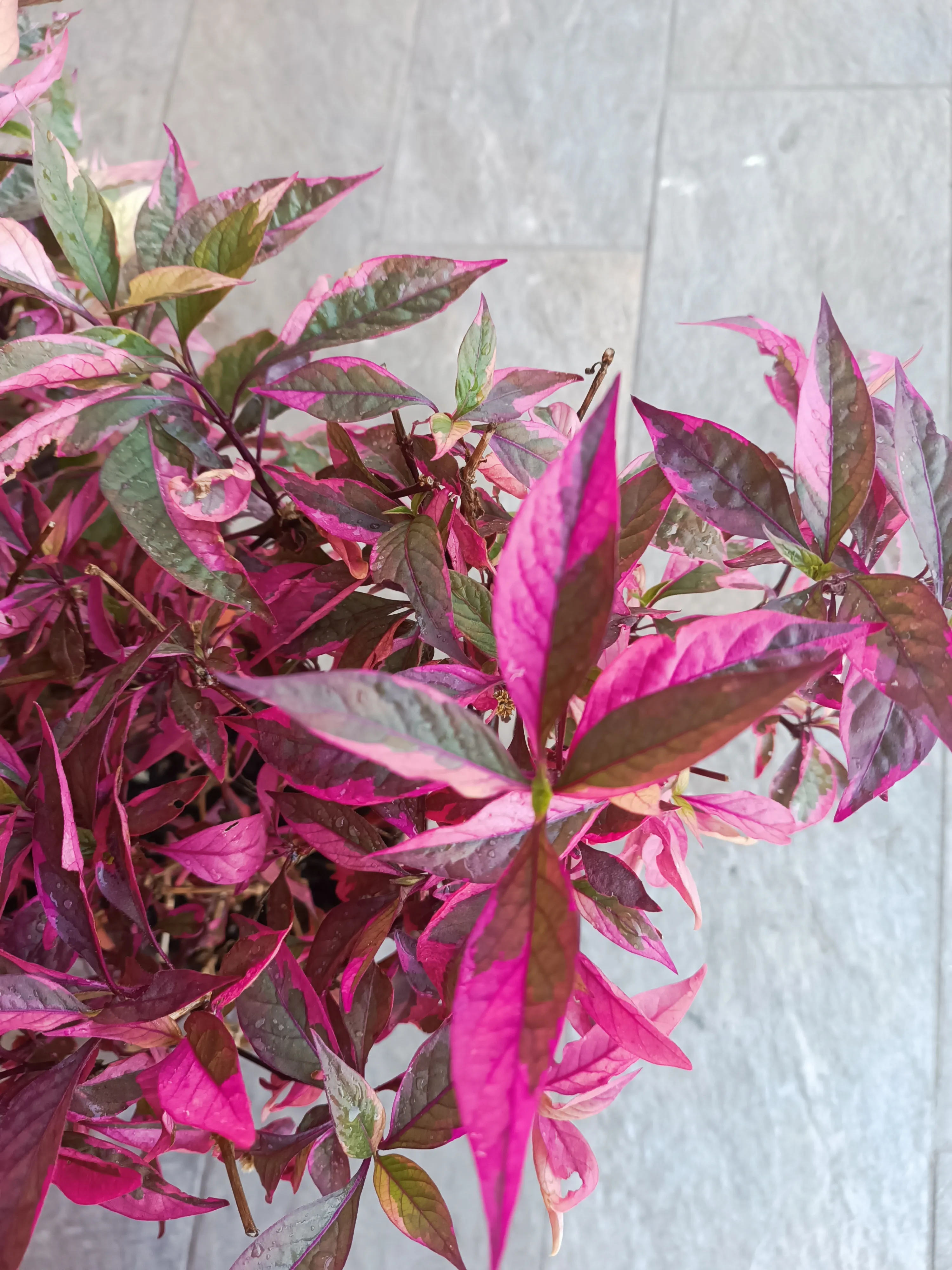Alternanthera Brasiliana