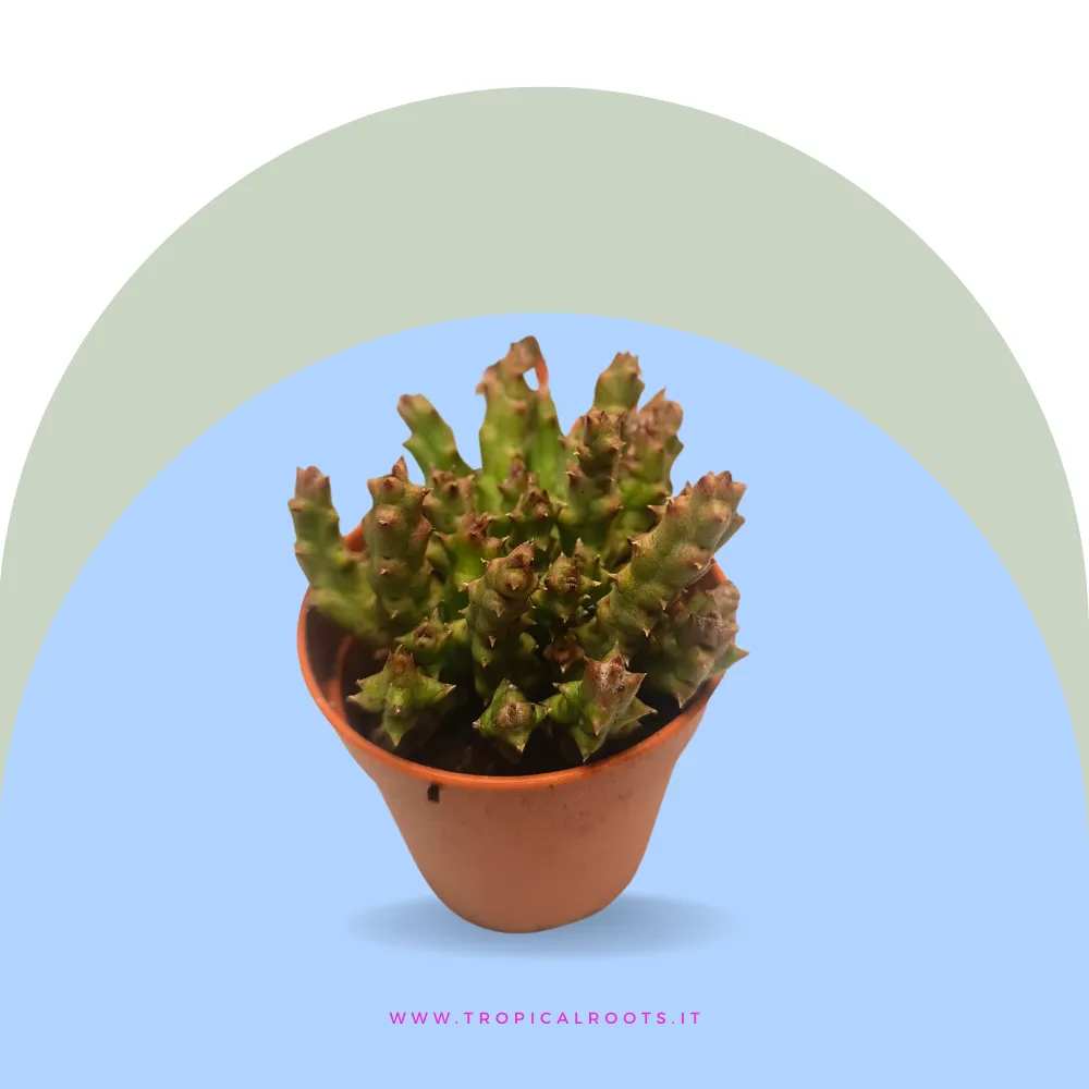 Orbea vaso coccio