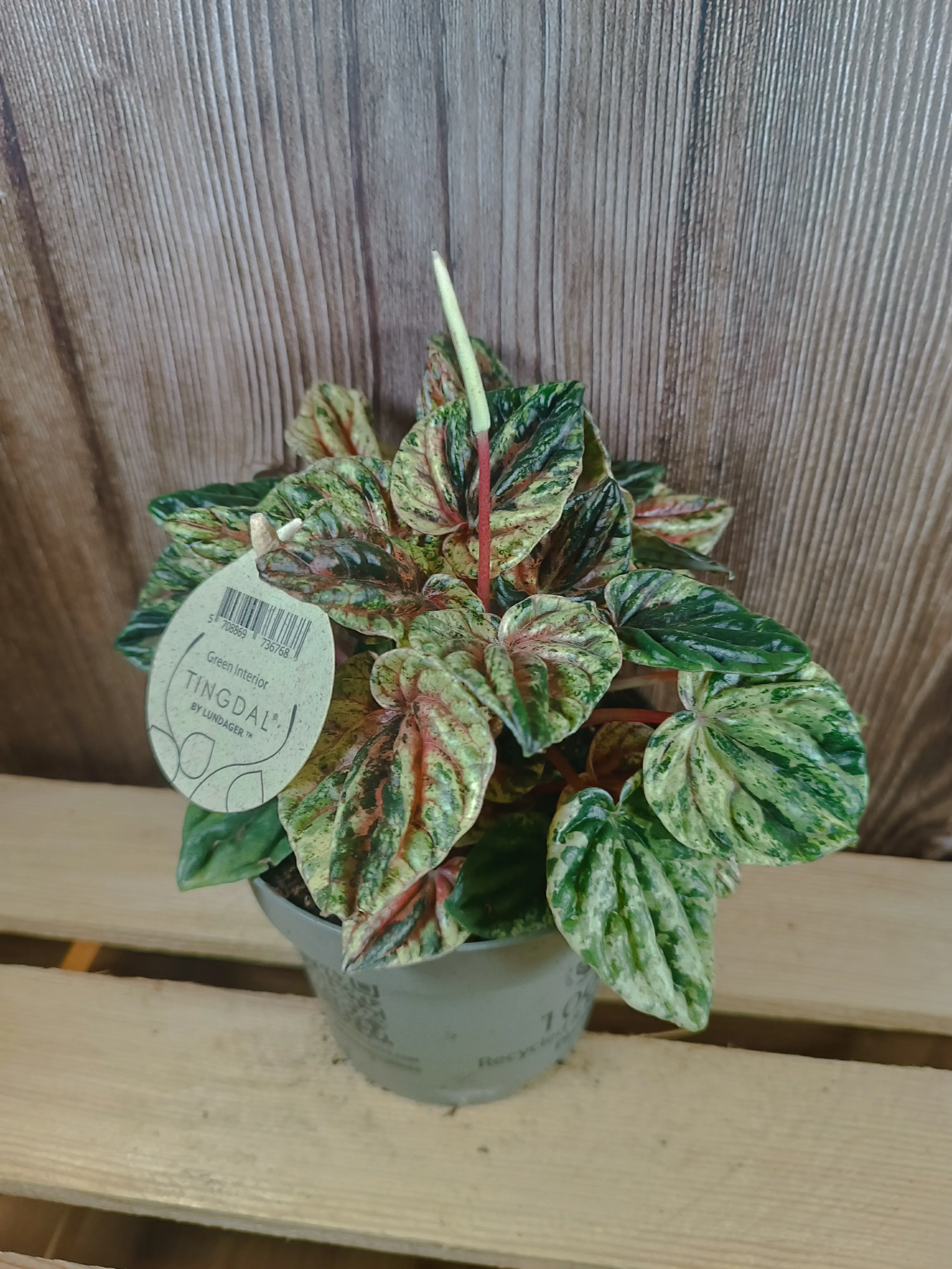 Peperomia caperata variegata