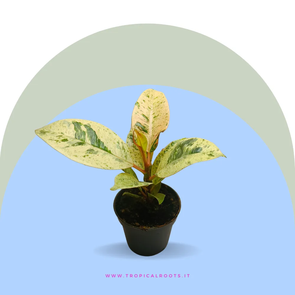 Ficus Shivereana