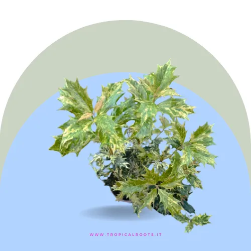 Osmanto variegato baby 
