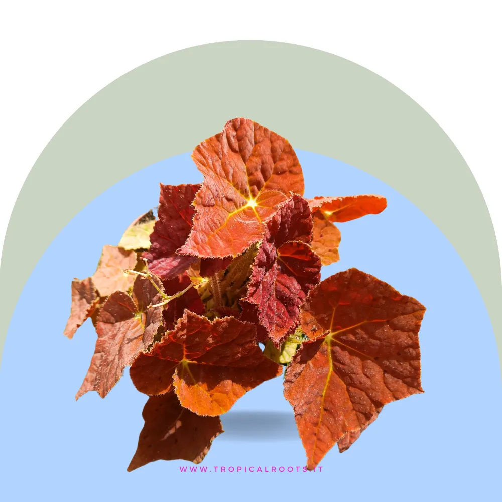Begonia 'Autumn Ember'