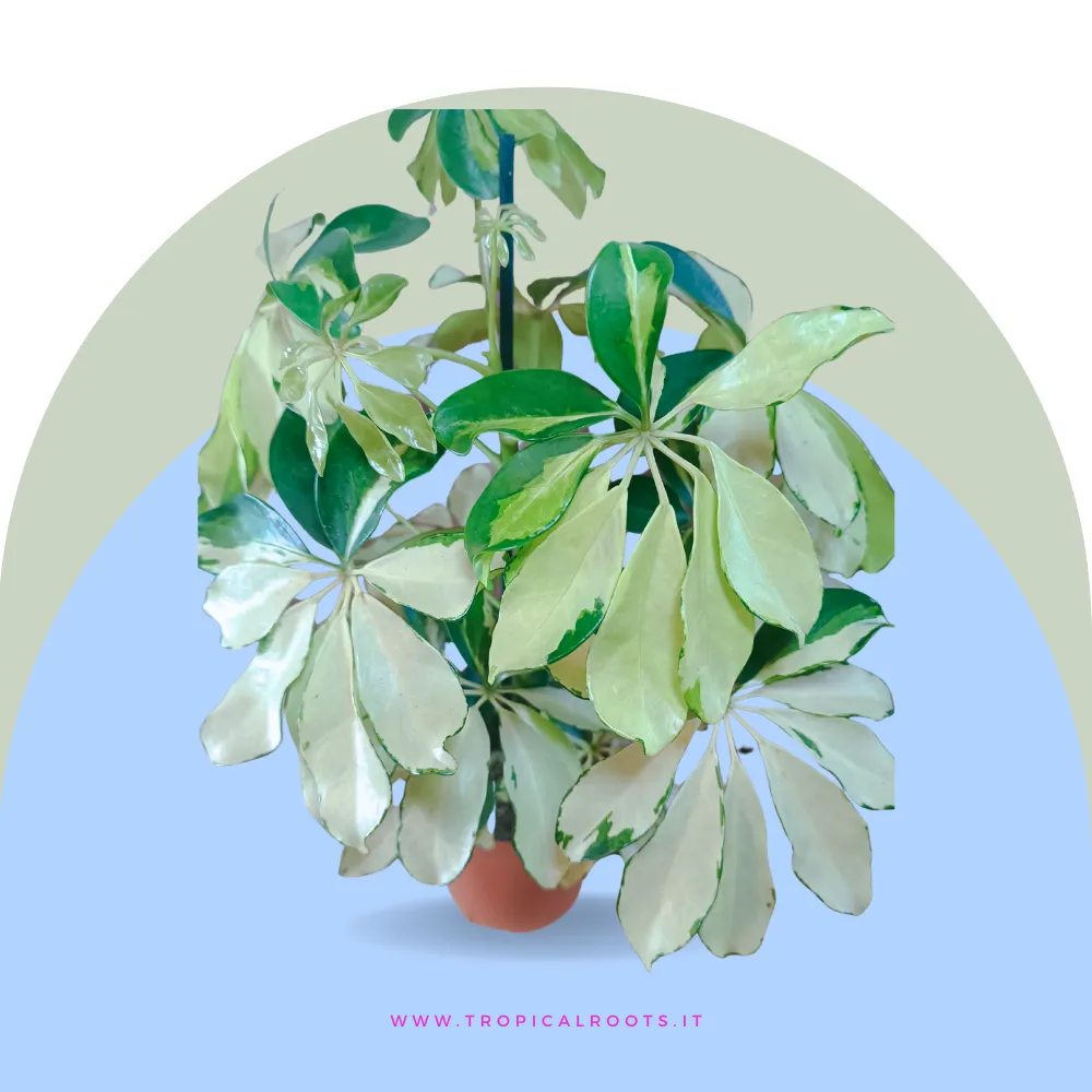 Heptapleurum arboricola 'Melanie'