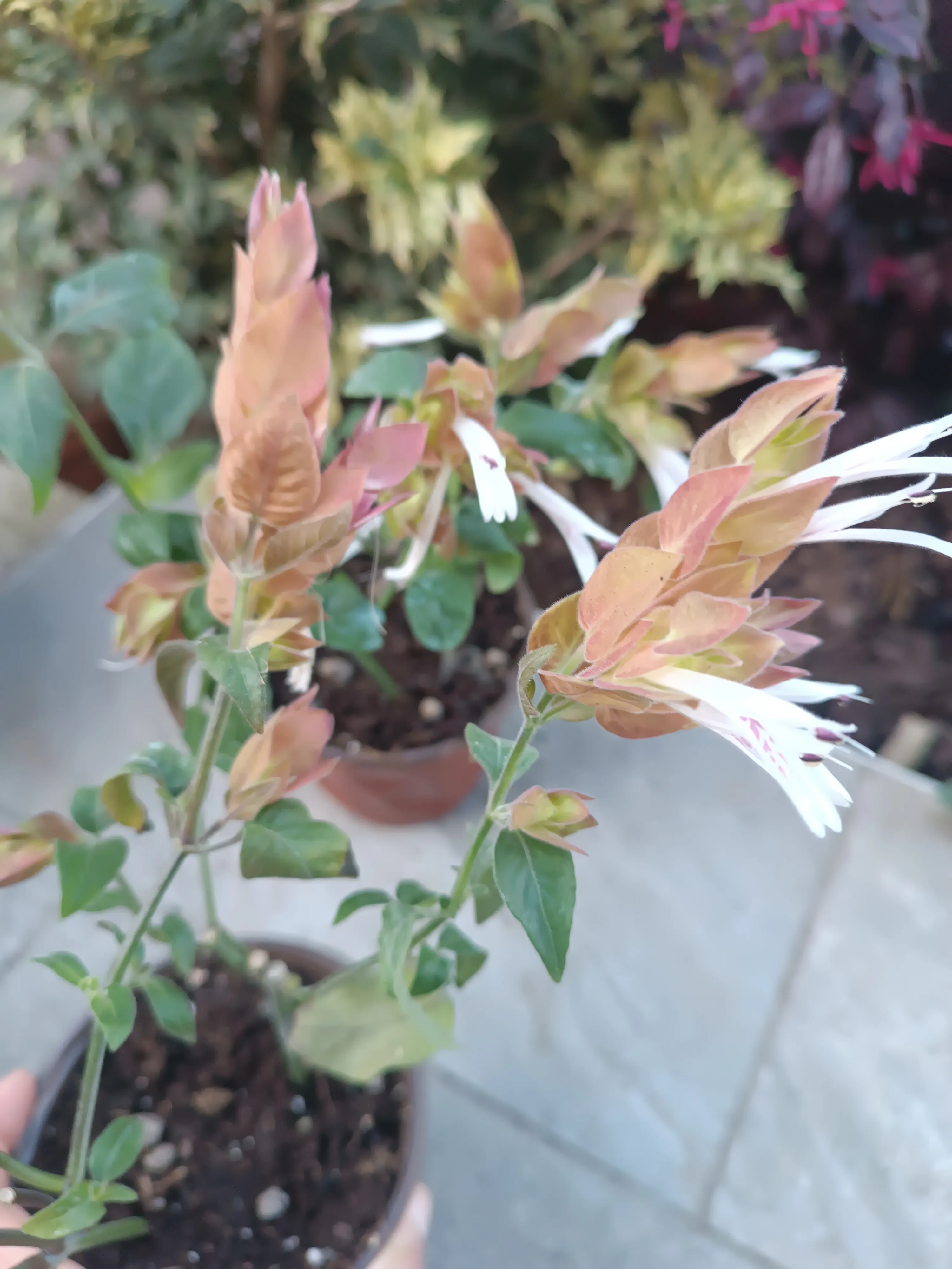 Beloperone Guttata 'Pianta gamberetto'