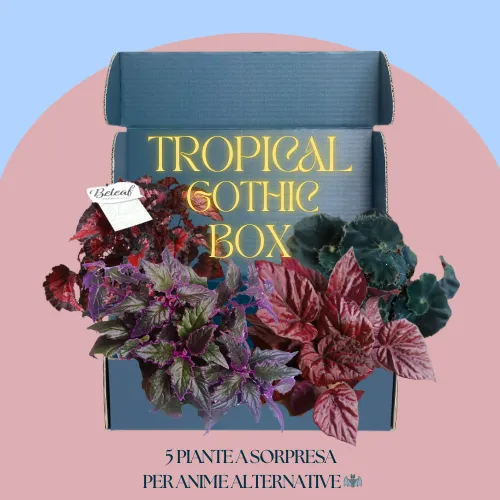 Tropical gothic box