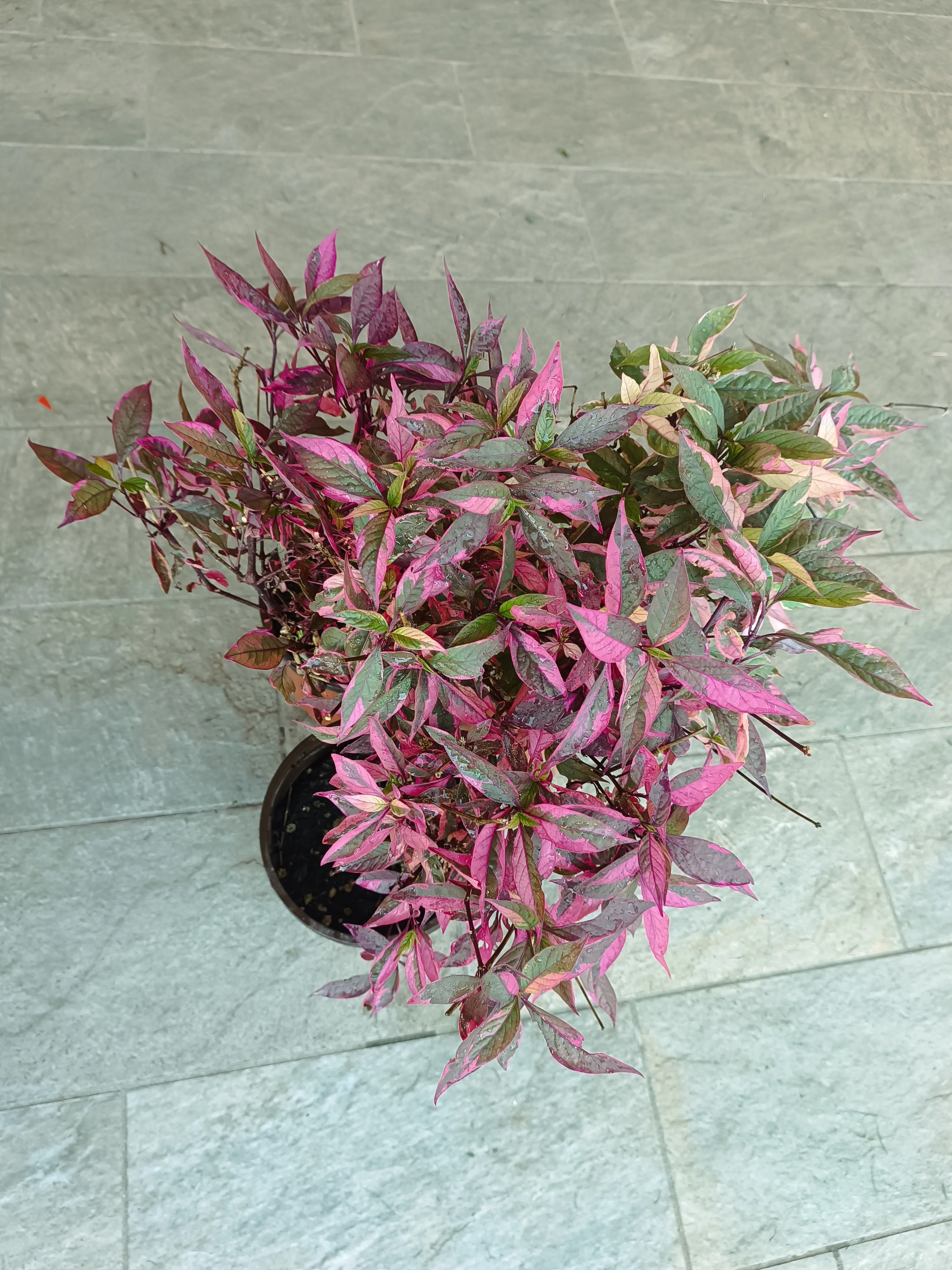 Alternanthera Brasiliana
