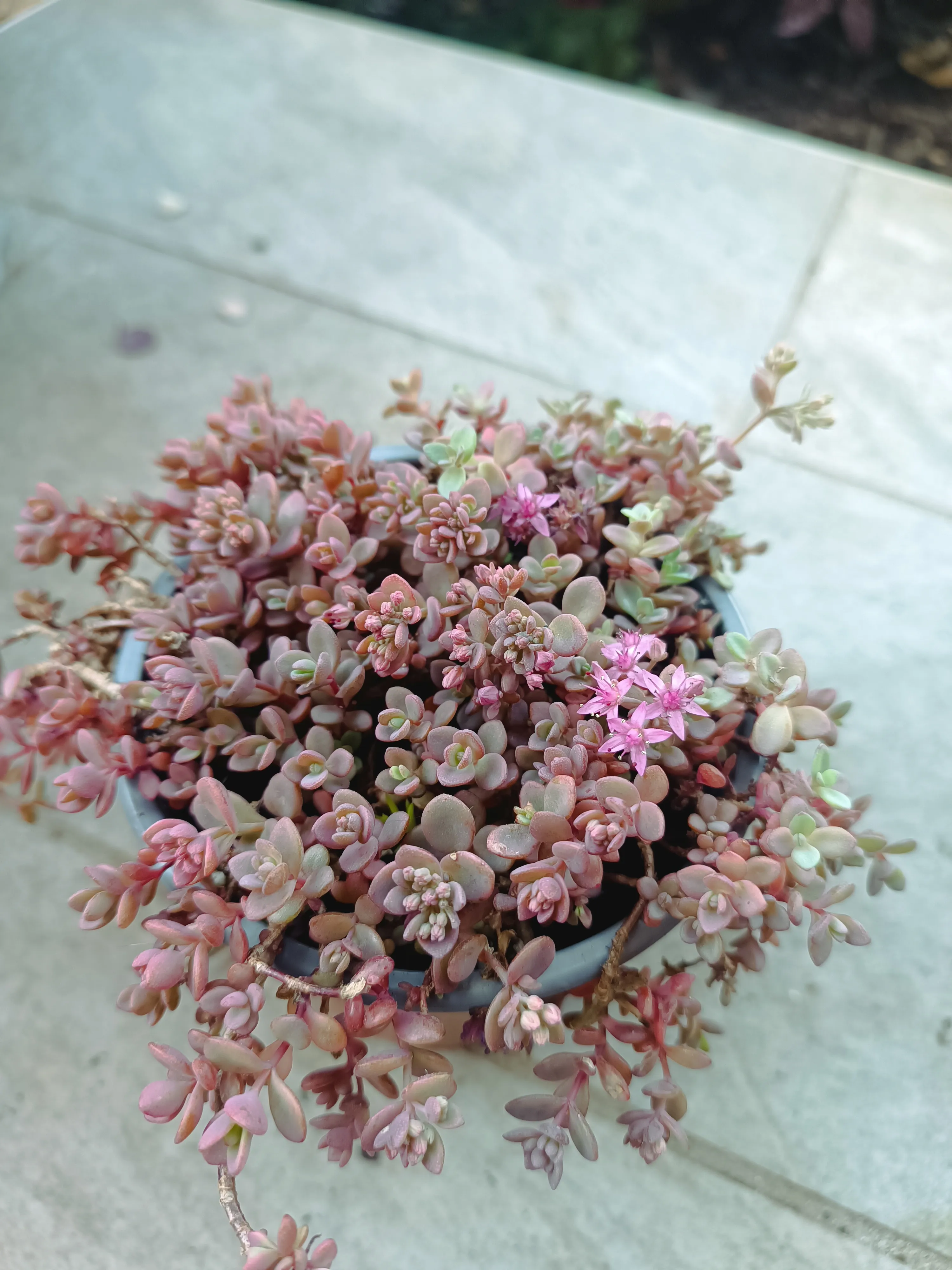 Sedum cyaneum sachalin