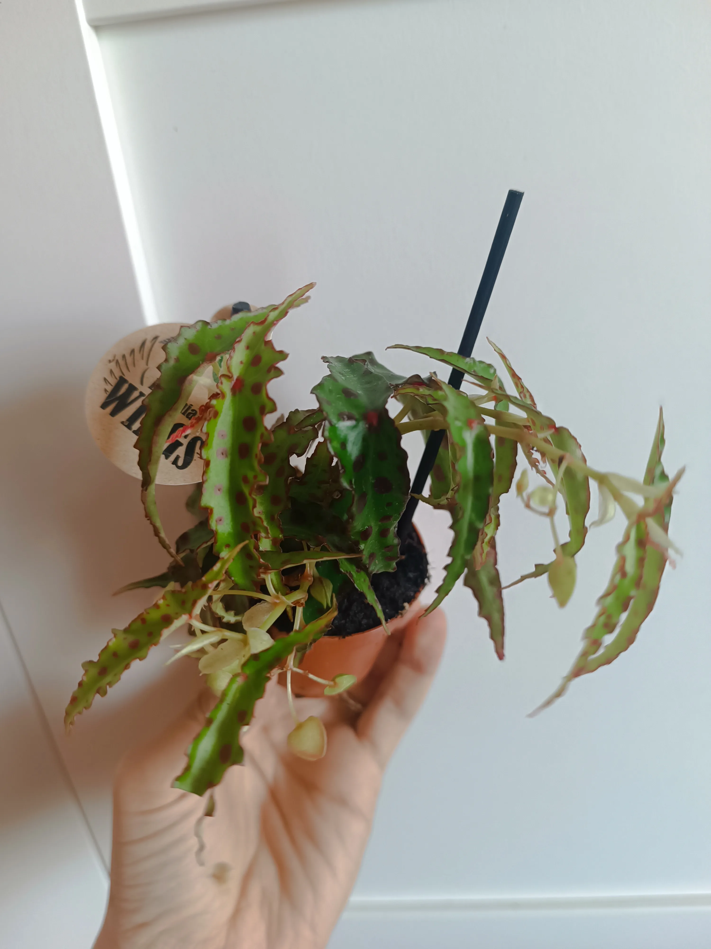 Begonia amphioxus