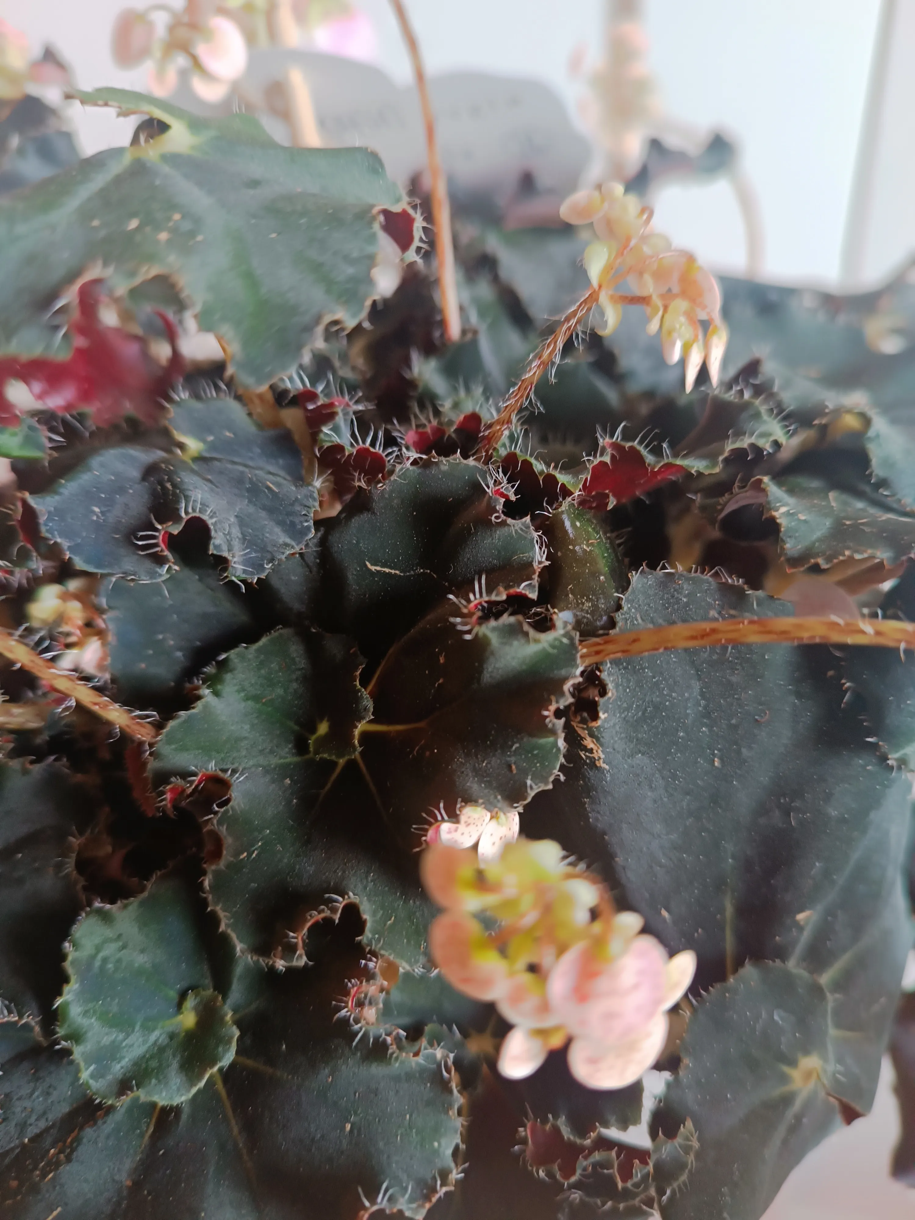 Begonia 'Dark mambo'