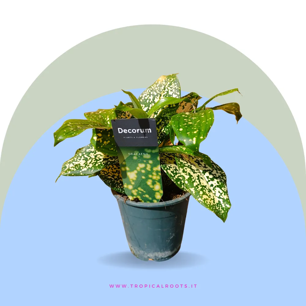 Dracena surculosa