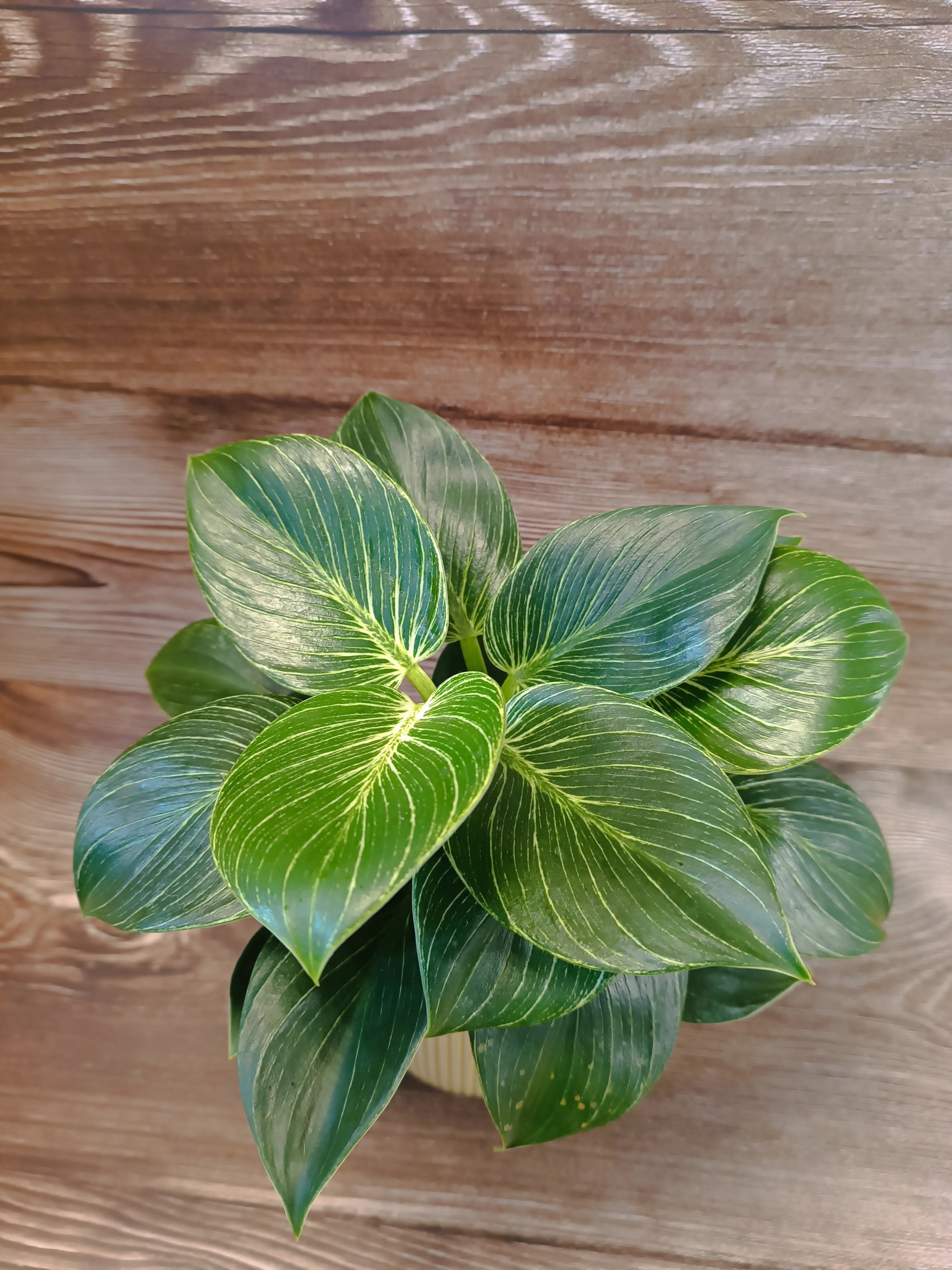 Philodendron 'Birkin'