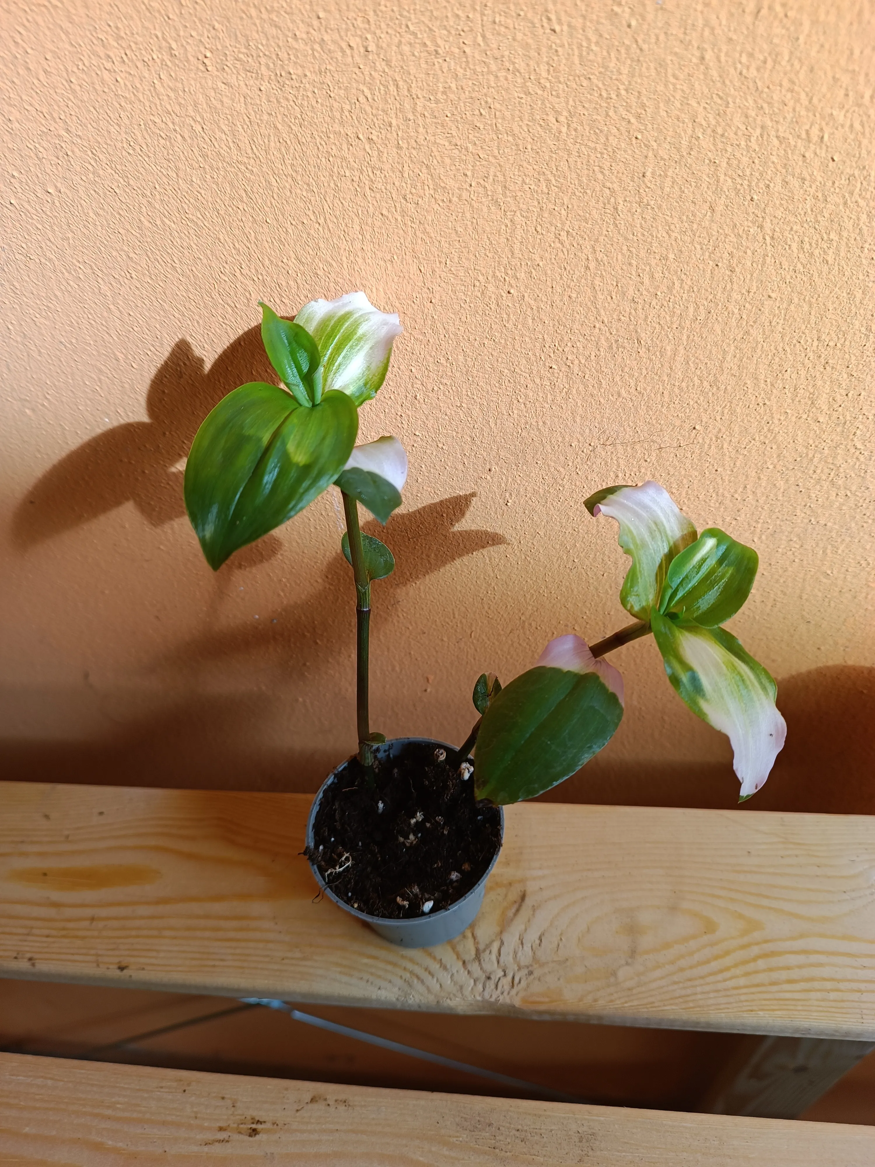 Tradescantia Blushing Bride Baby