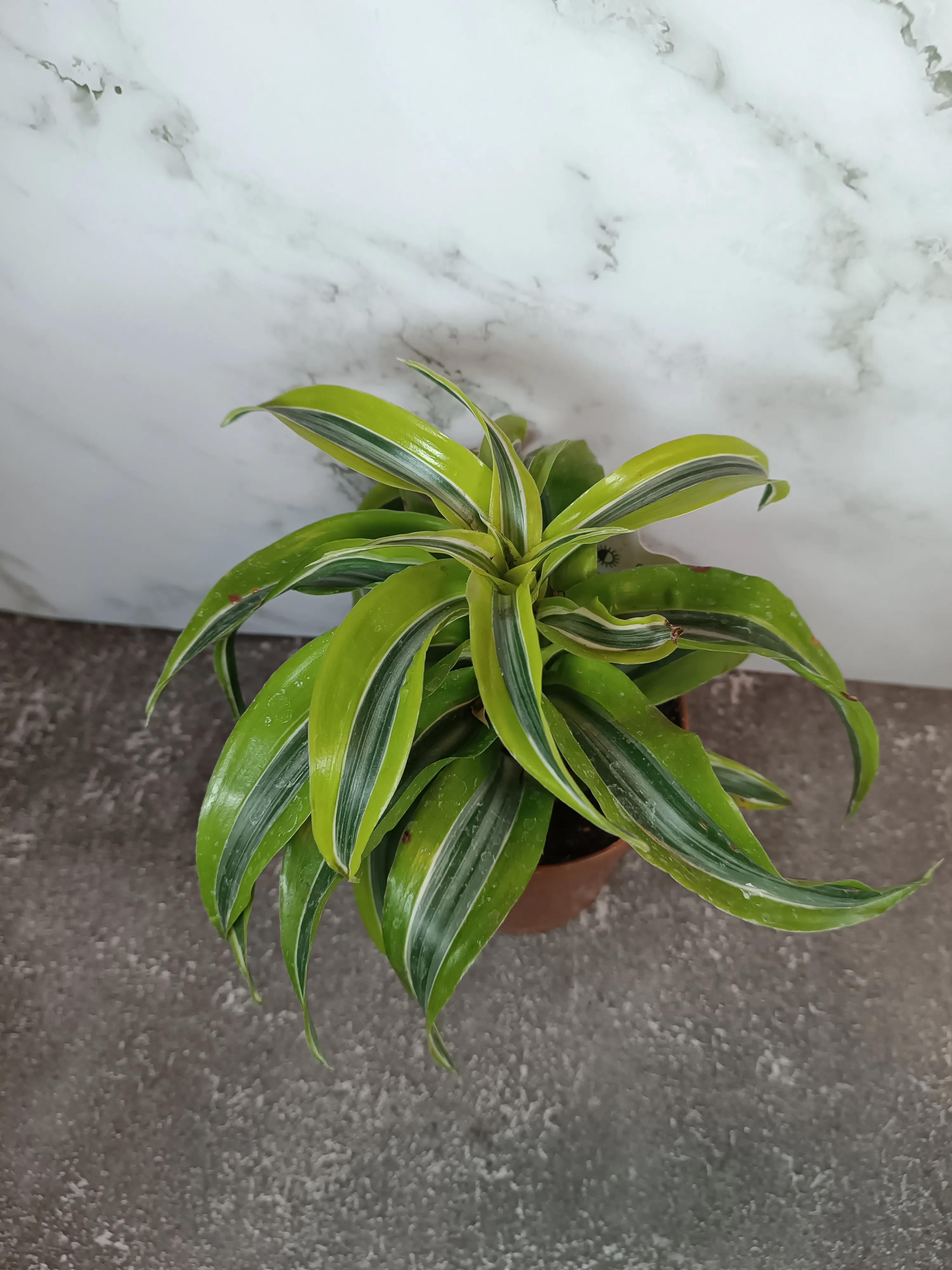 Dracena Lemon Lime