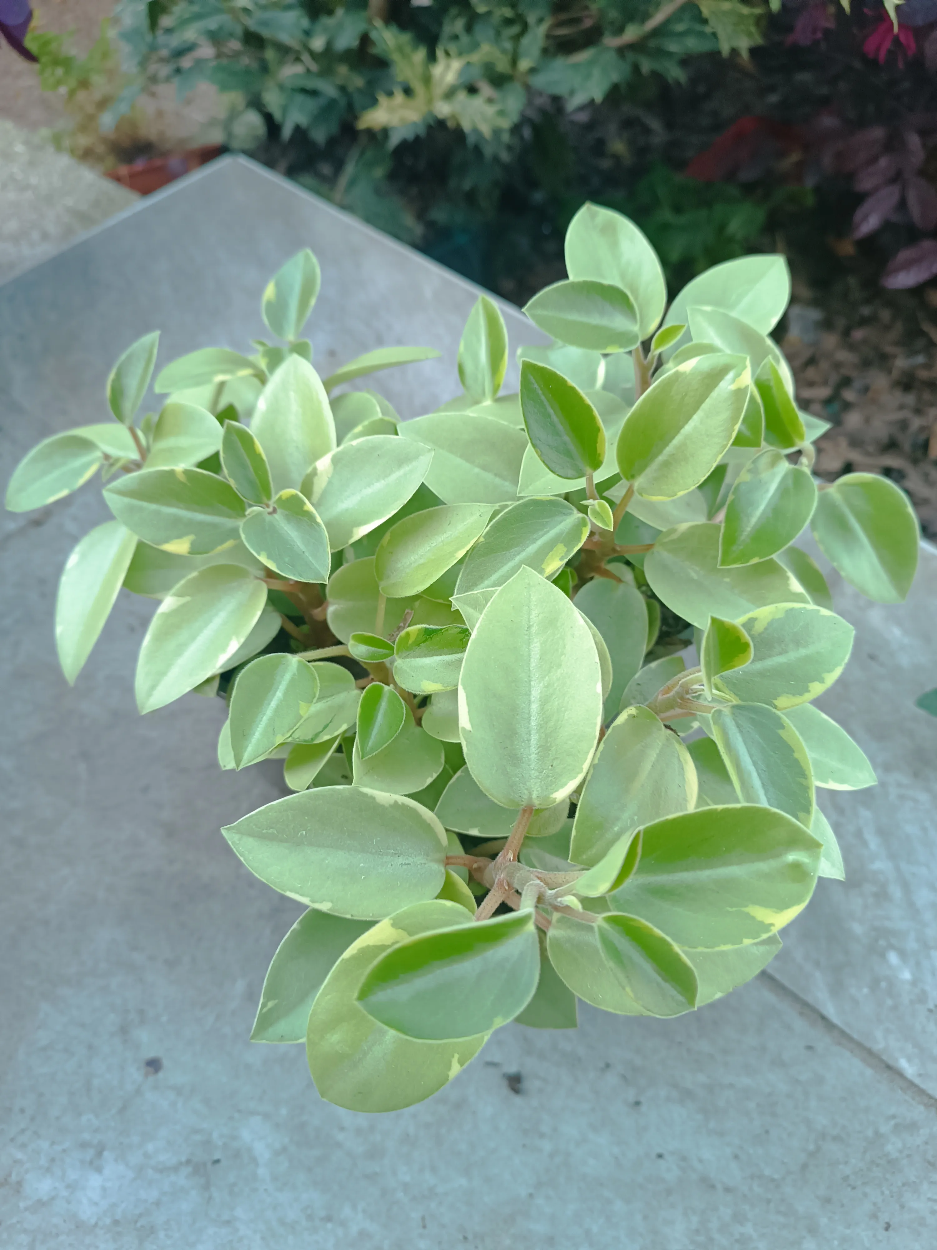 Peperomia obtusifolia
