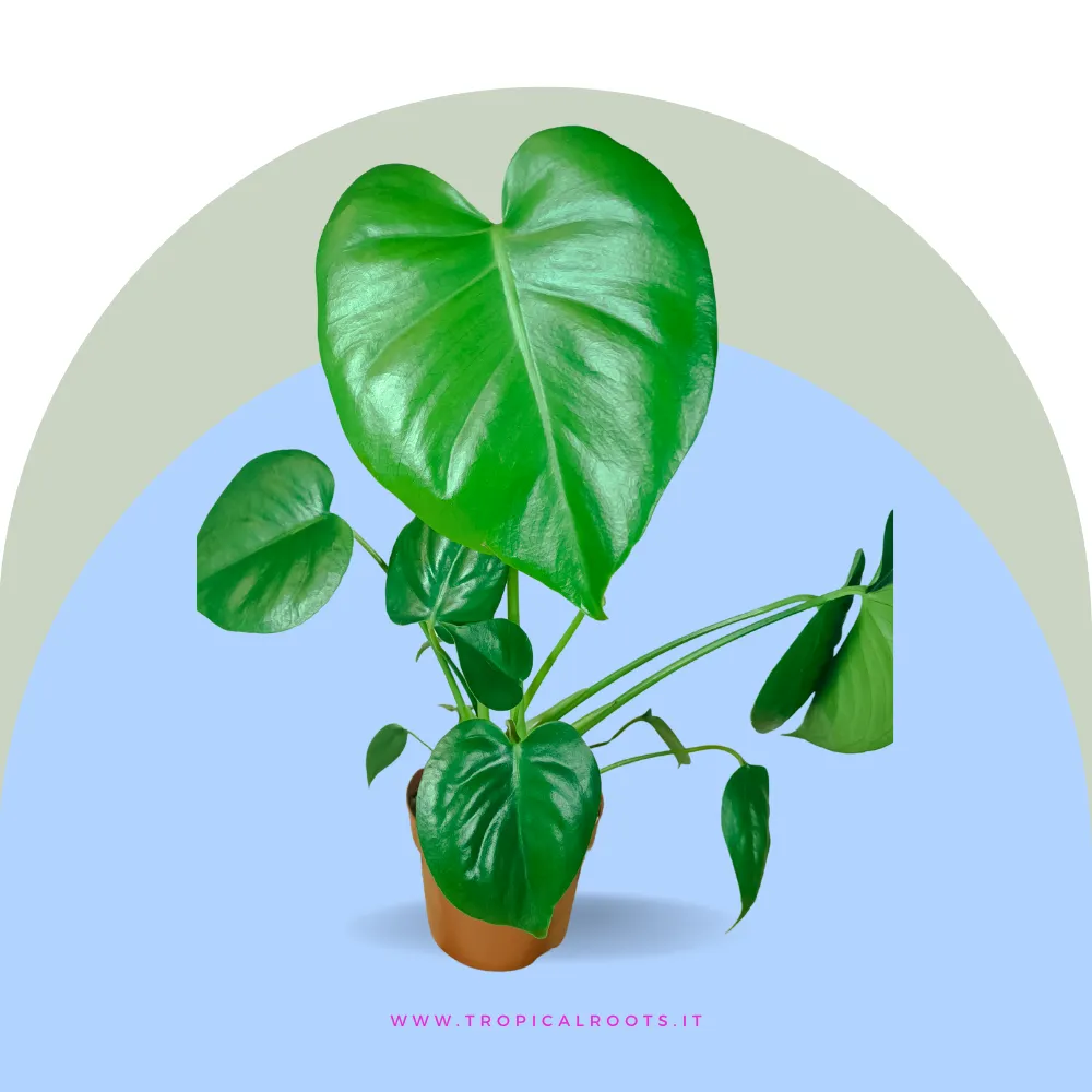 Monstera deliciosa