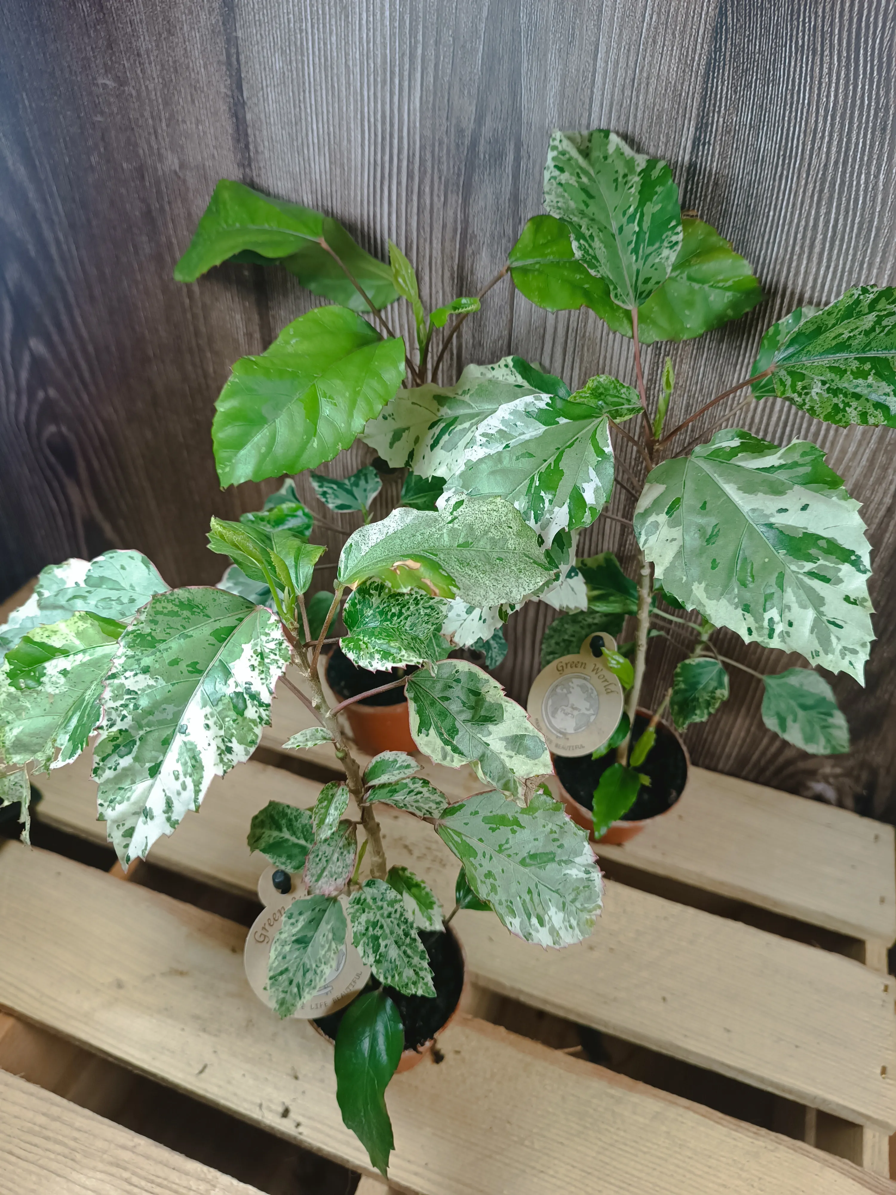 Hibiscus rosa-sinensis 'Cooperi Rose Flake'