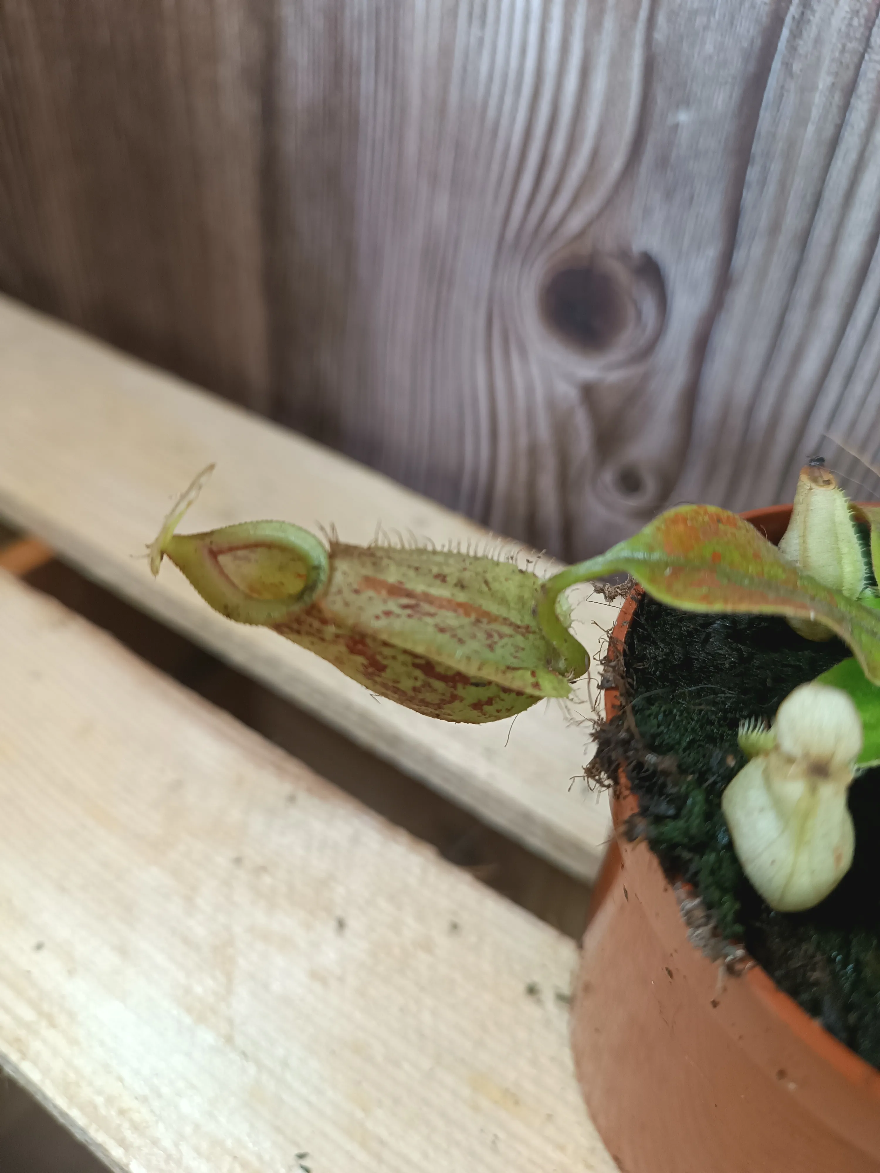 Nepenthes carnivora