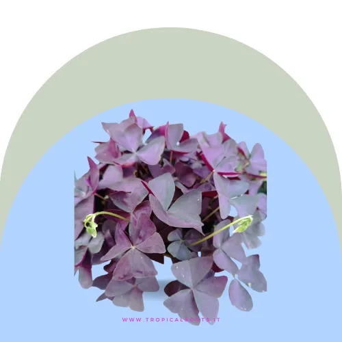Oxalis Triangularis