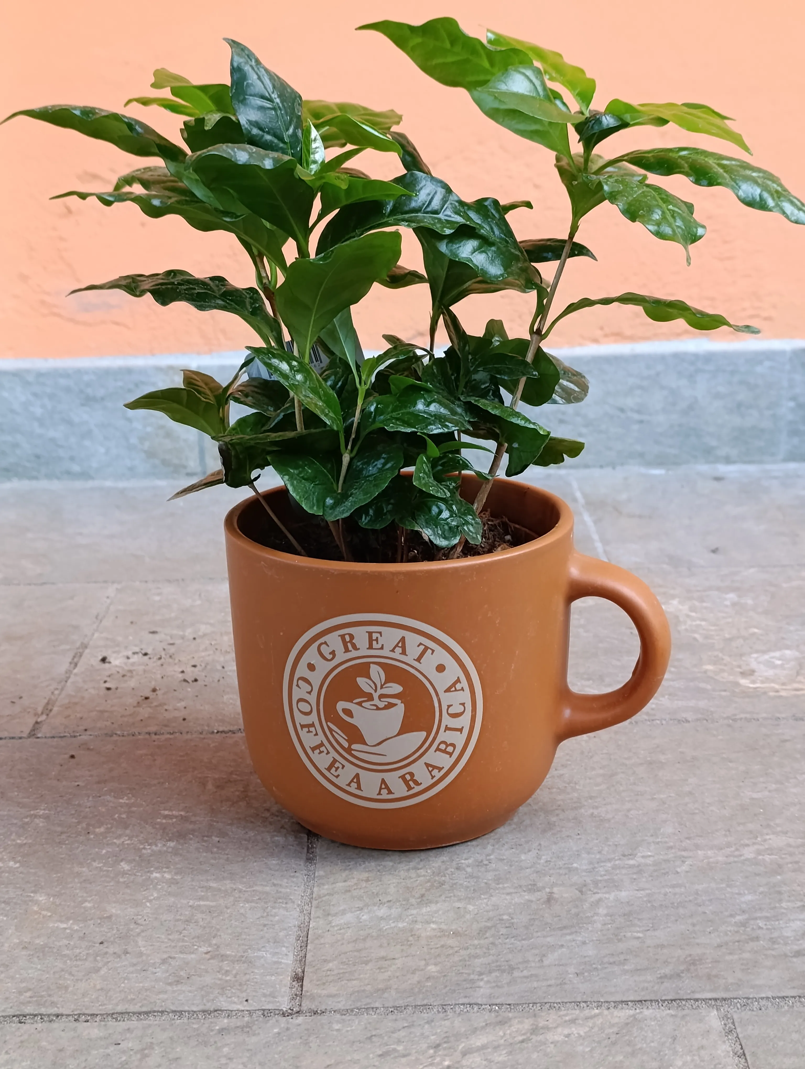 Caffè arabica vaso tazza