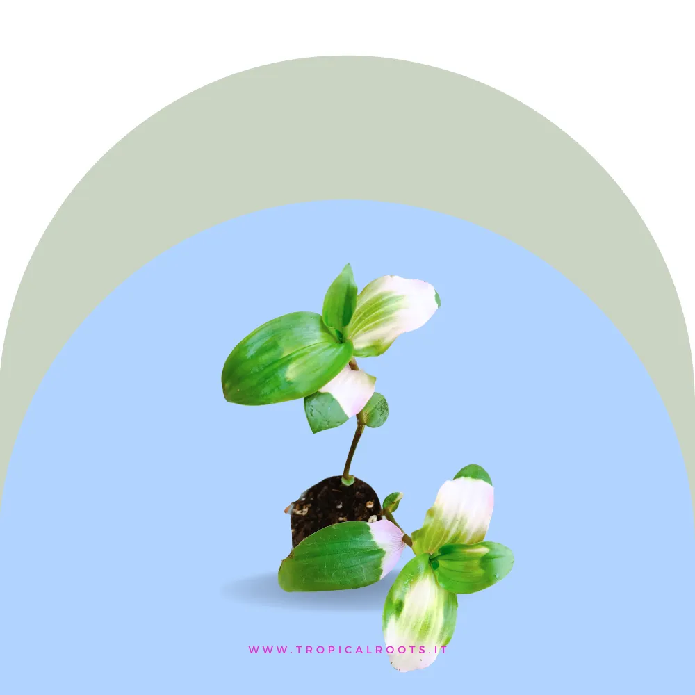 Tradescantia Blushing Bride Baby