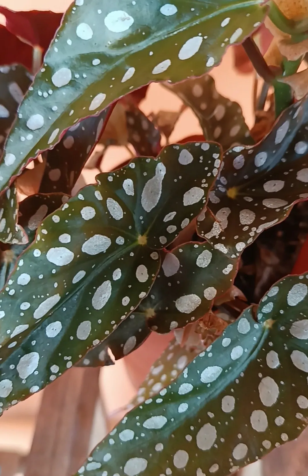 Begonia Maculata
