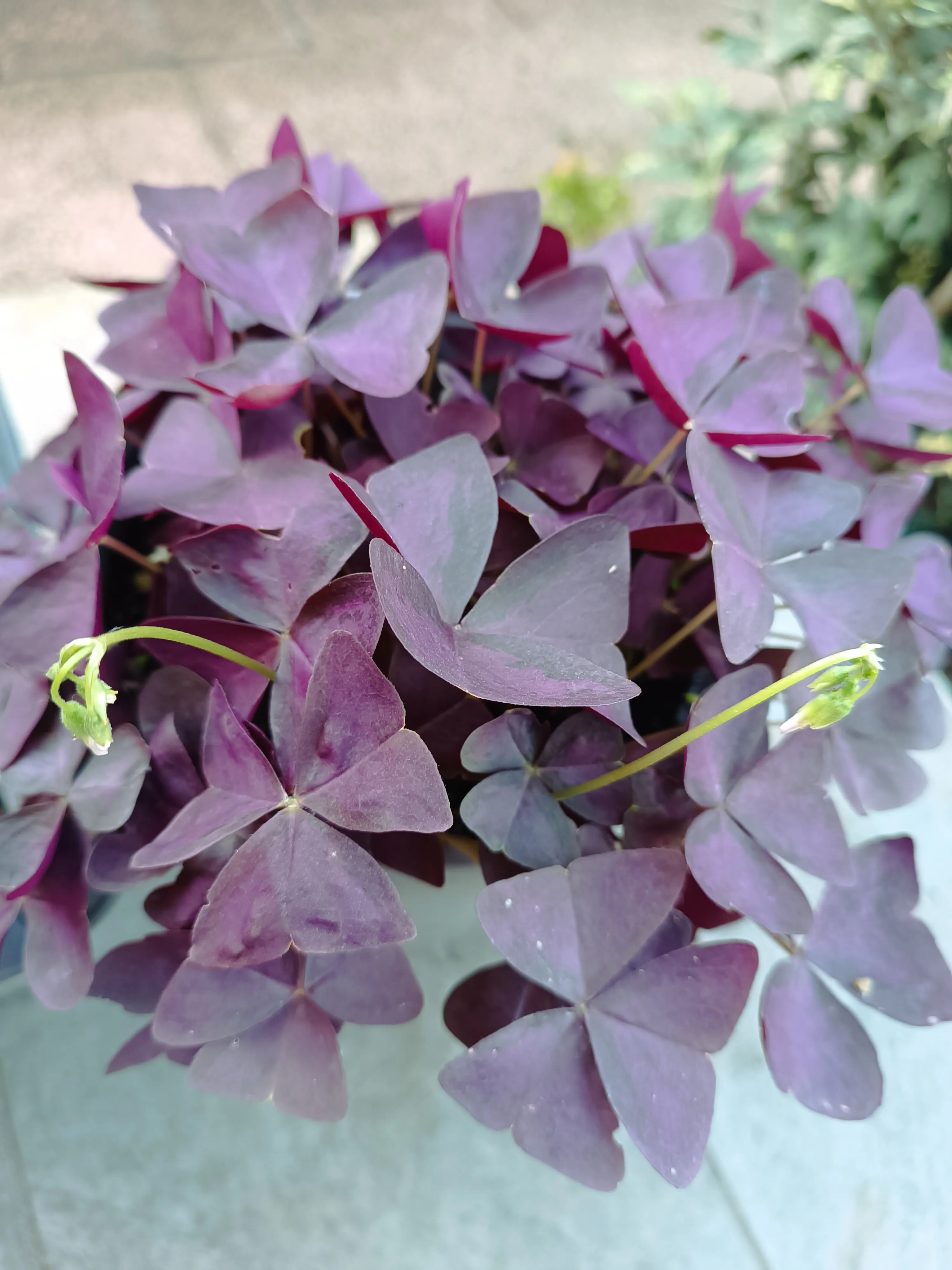 Oxalis Triangularis