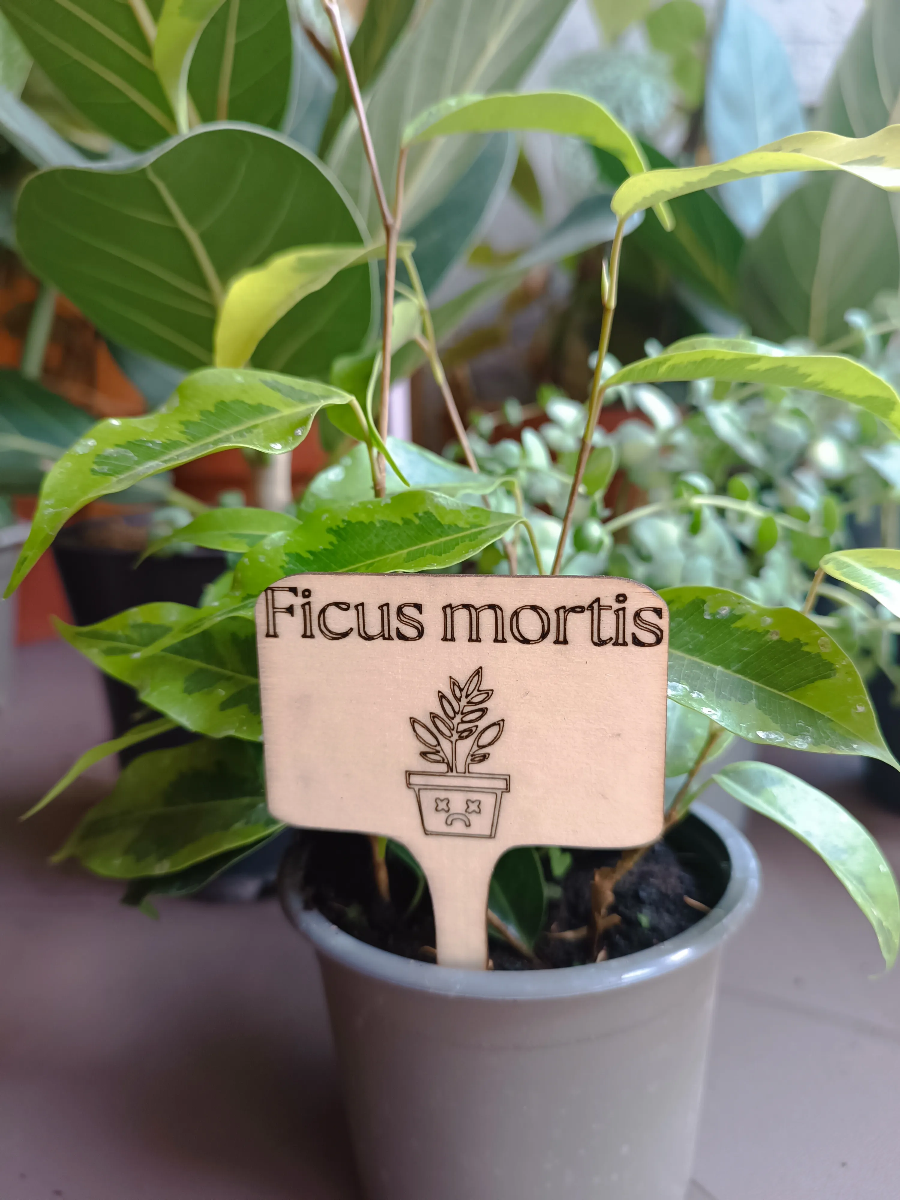 PlanTag "Ficus Mortis"