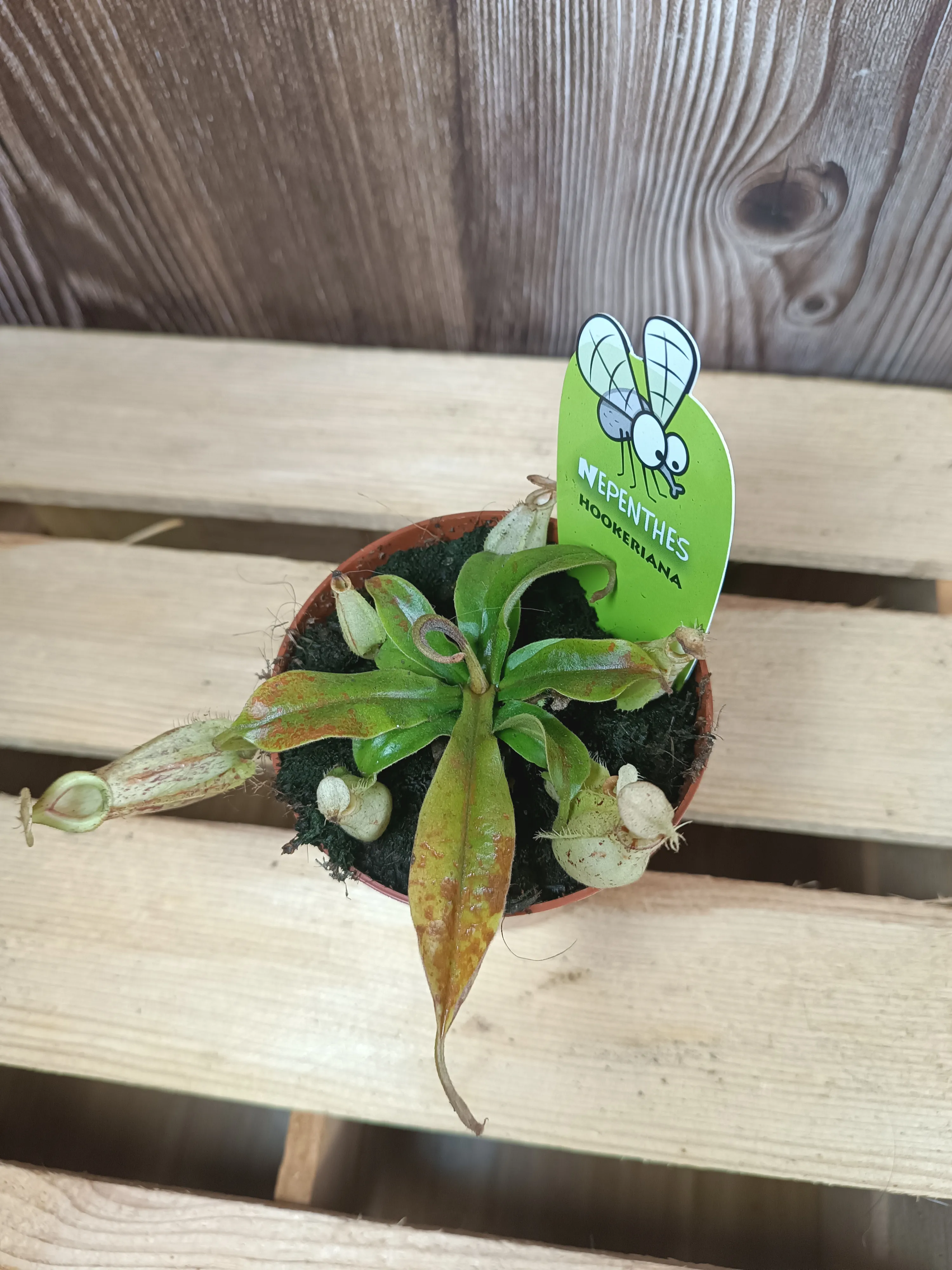 Nepenthes carnivora