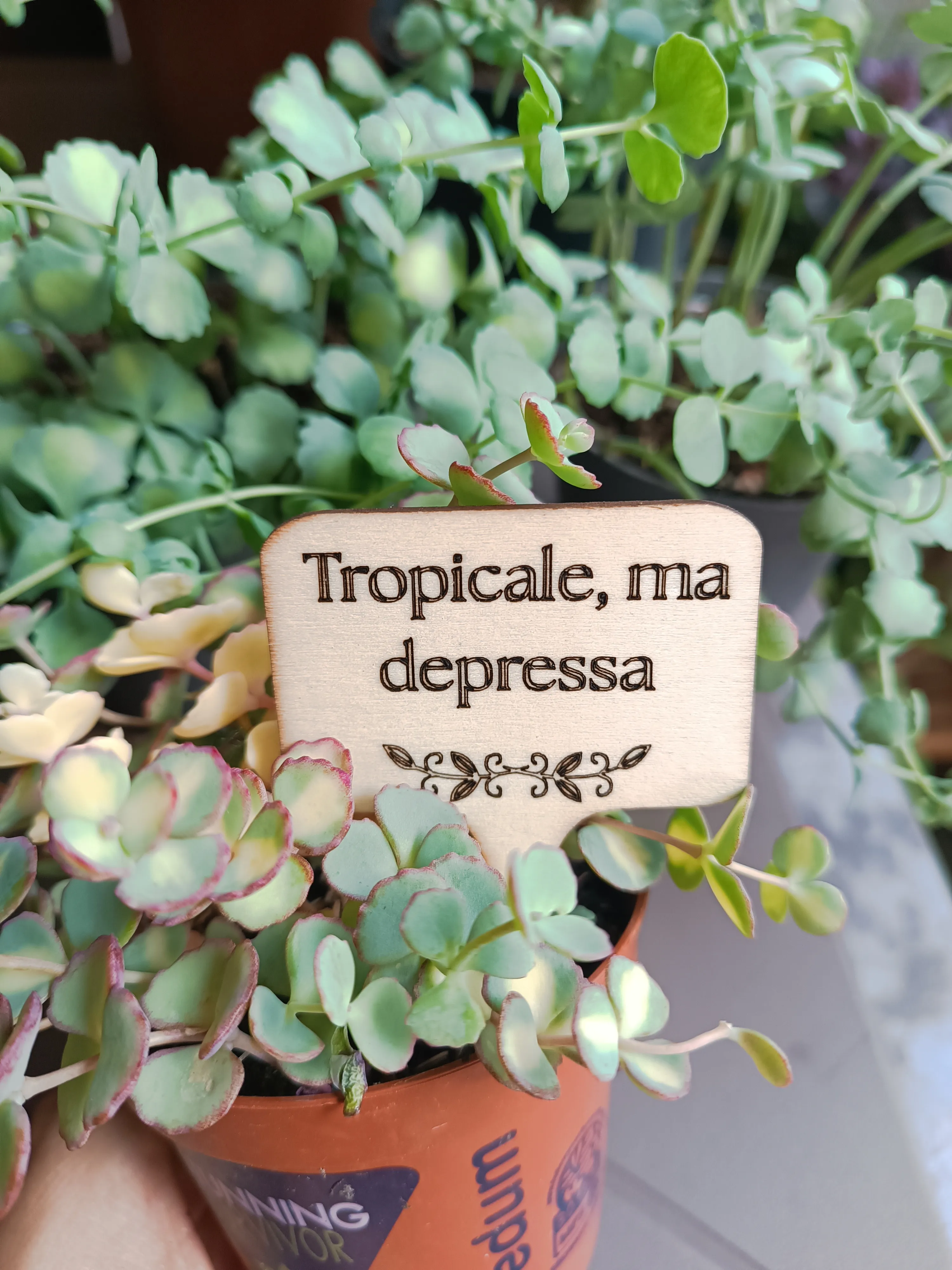 PlanTag "Tropicale ma depressa"