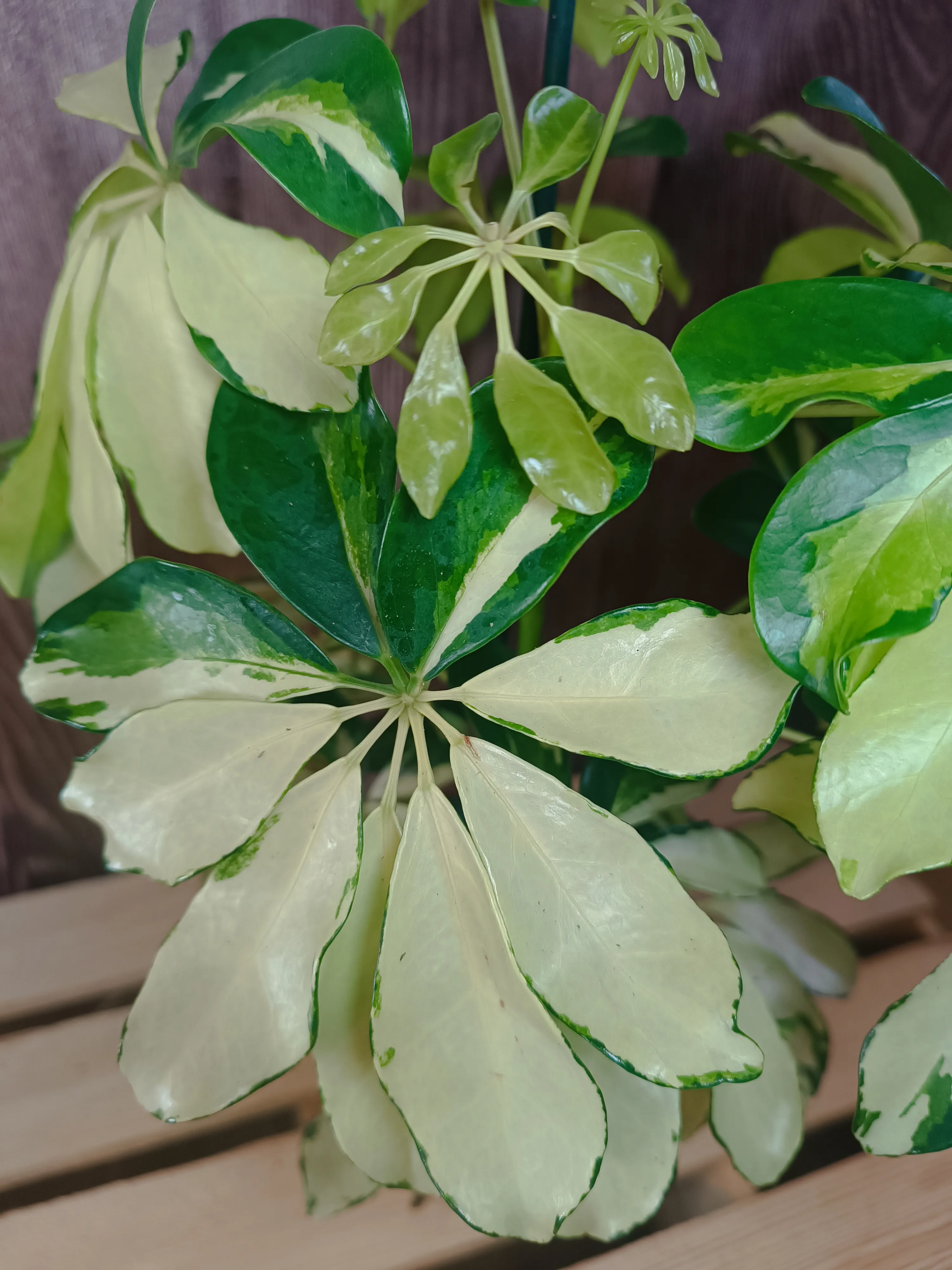 Heptapleurum arboricola 'Melanie'