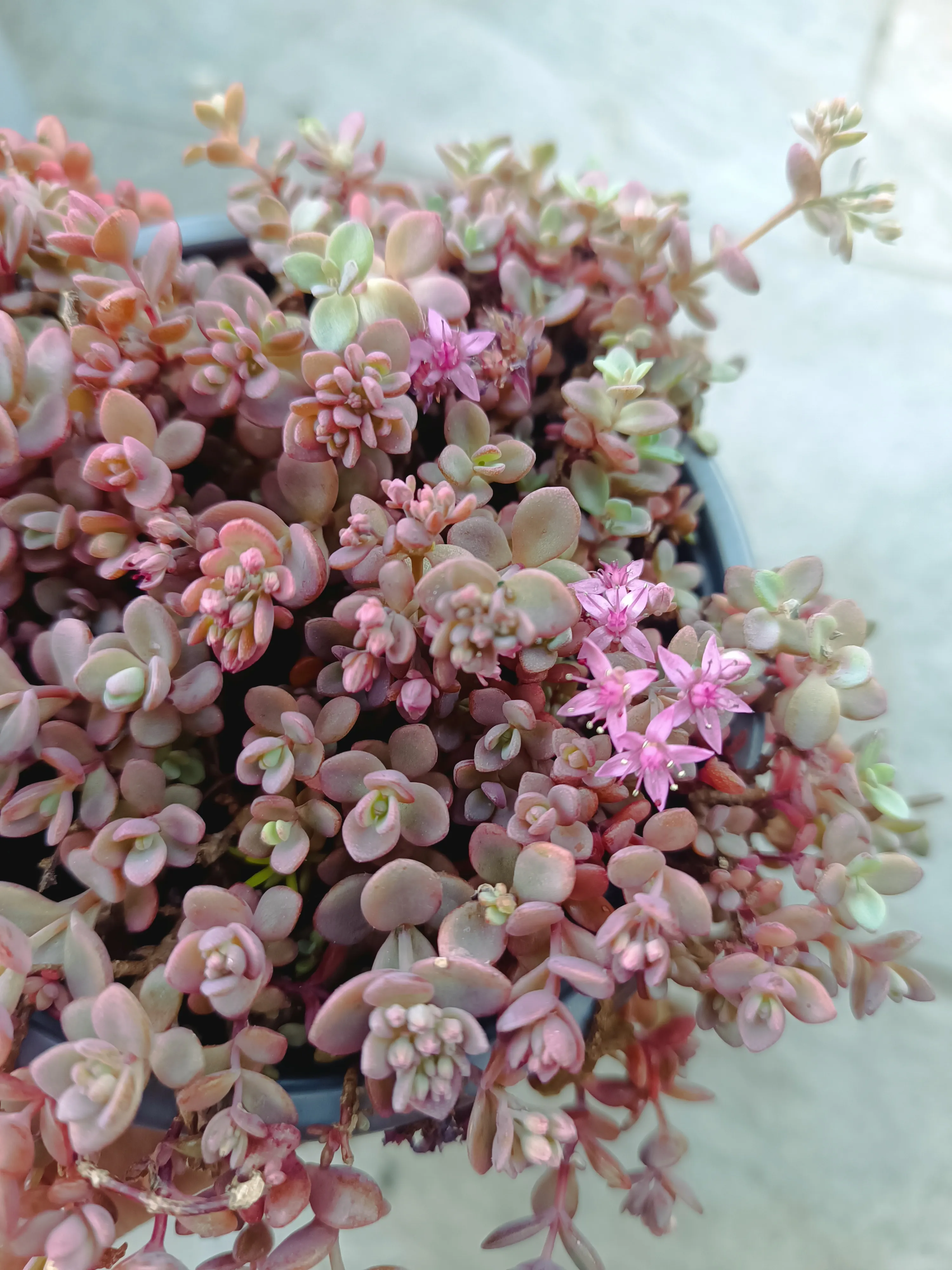 Sedum cyaneum sachalin