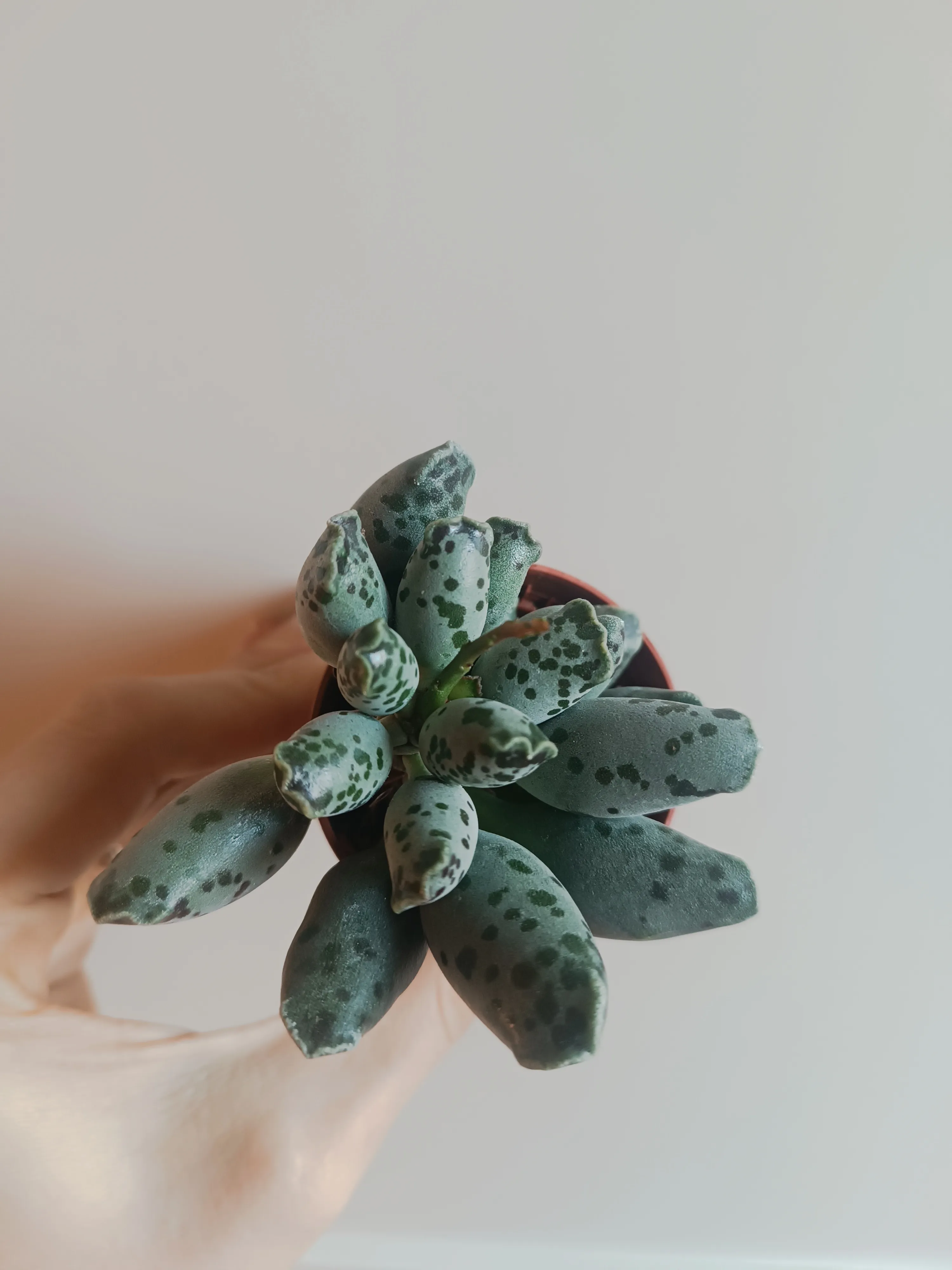 Adromischus cooperi