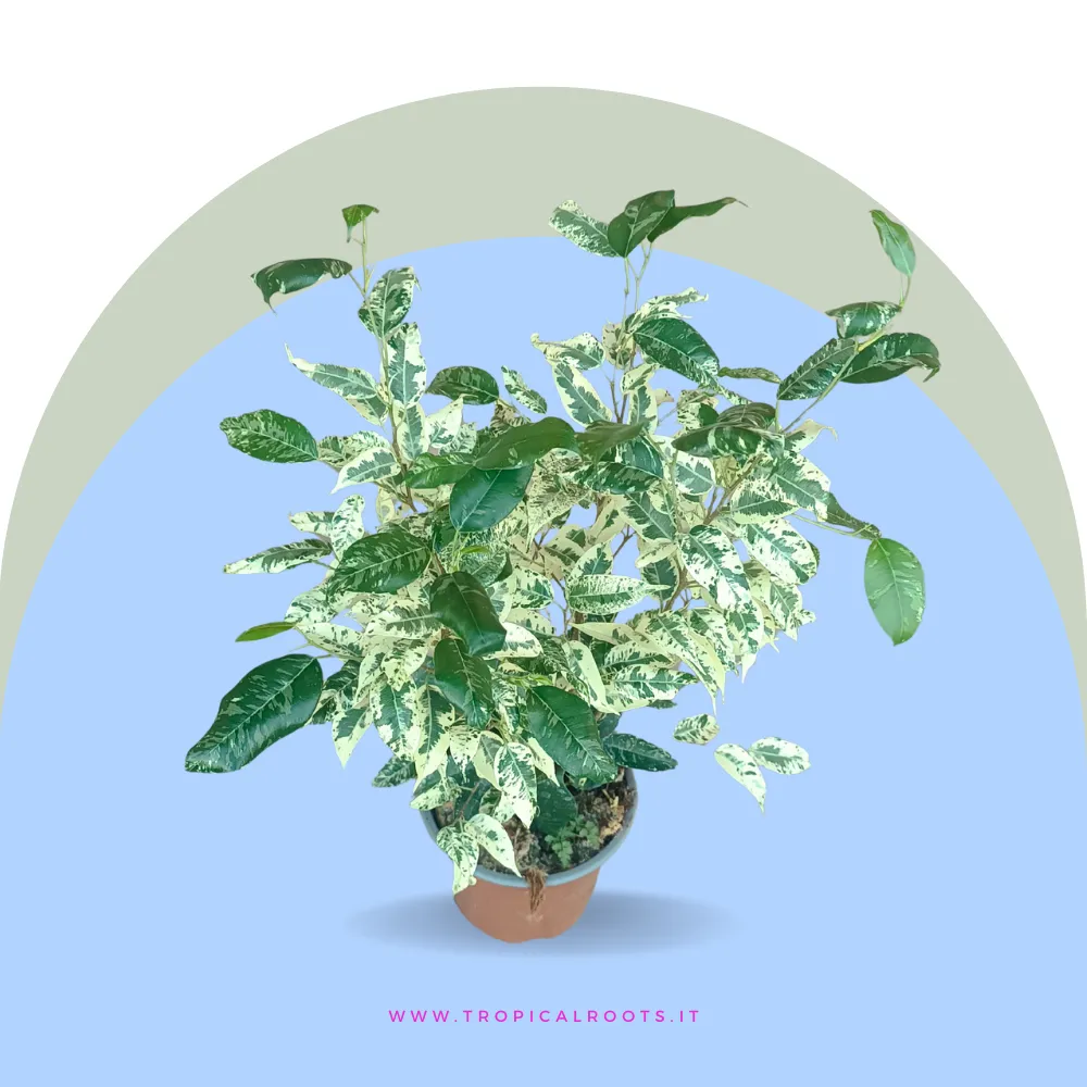 Ficus Aspera