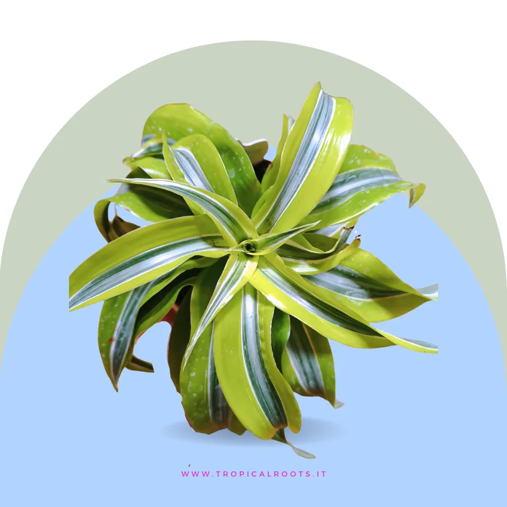 Dracena Lemon Lime