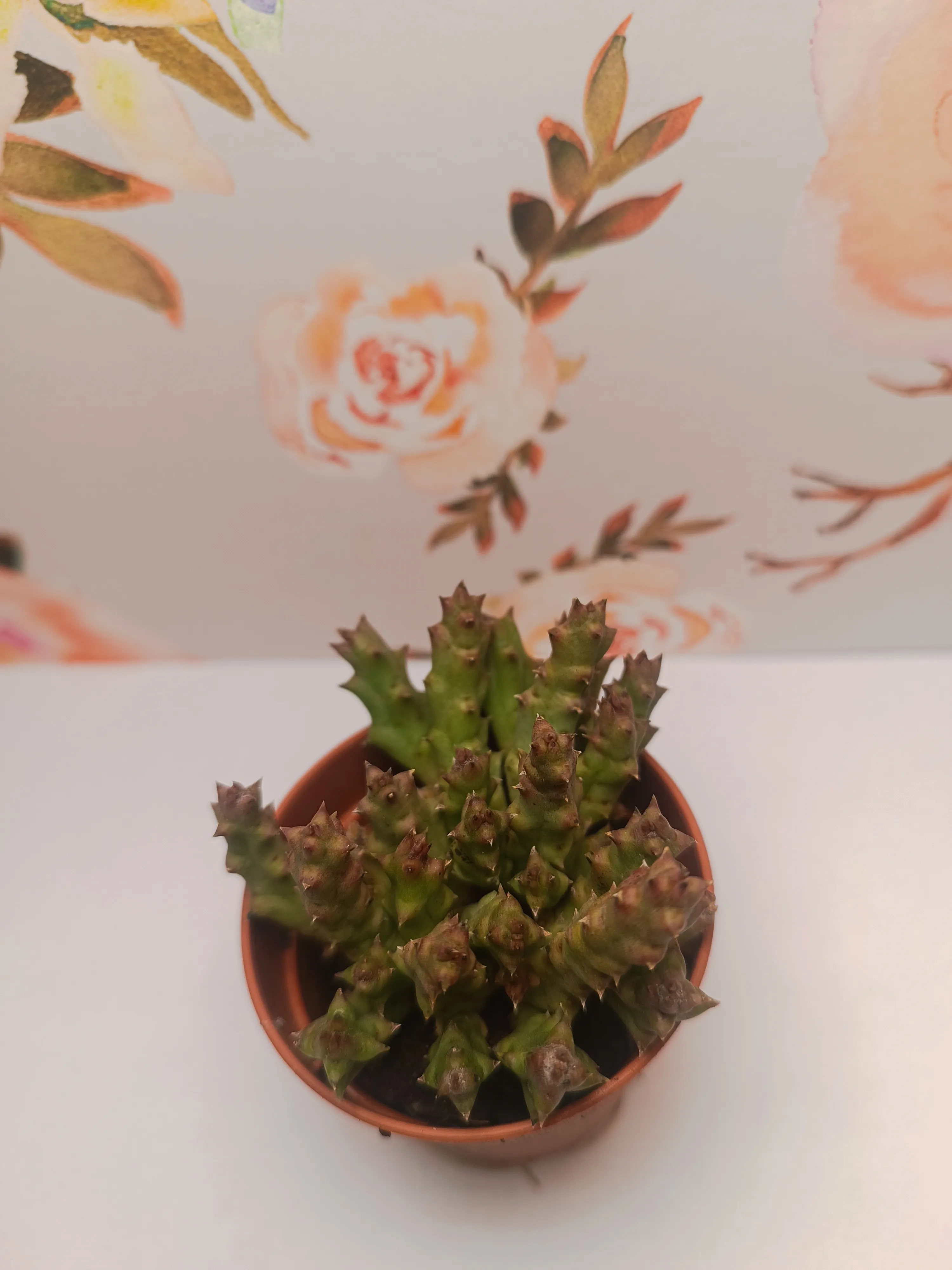 Orbea vaso coccio