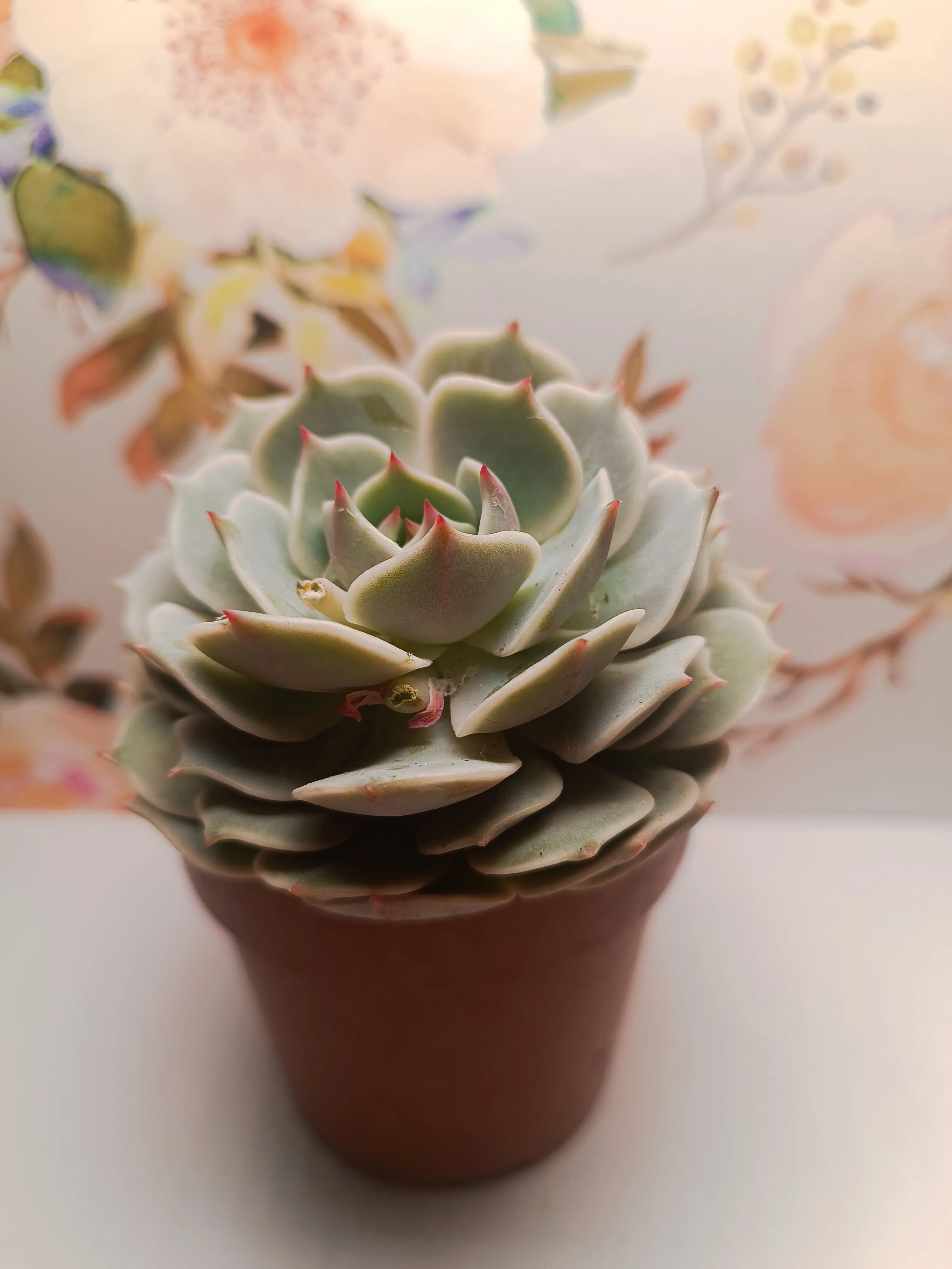 Echevia 'Clara'