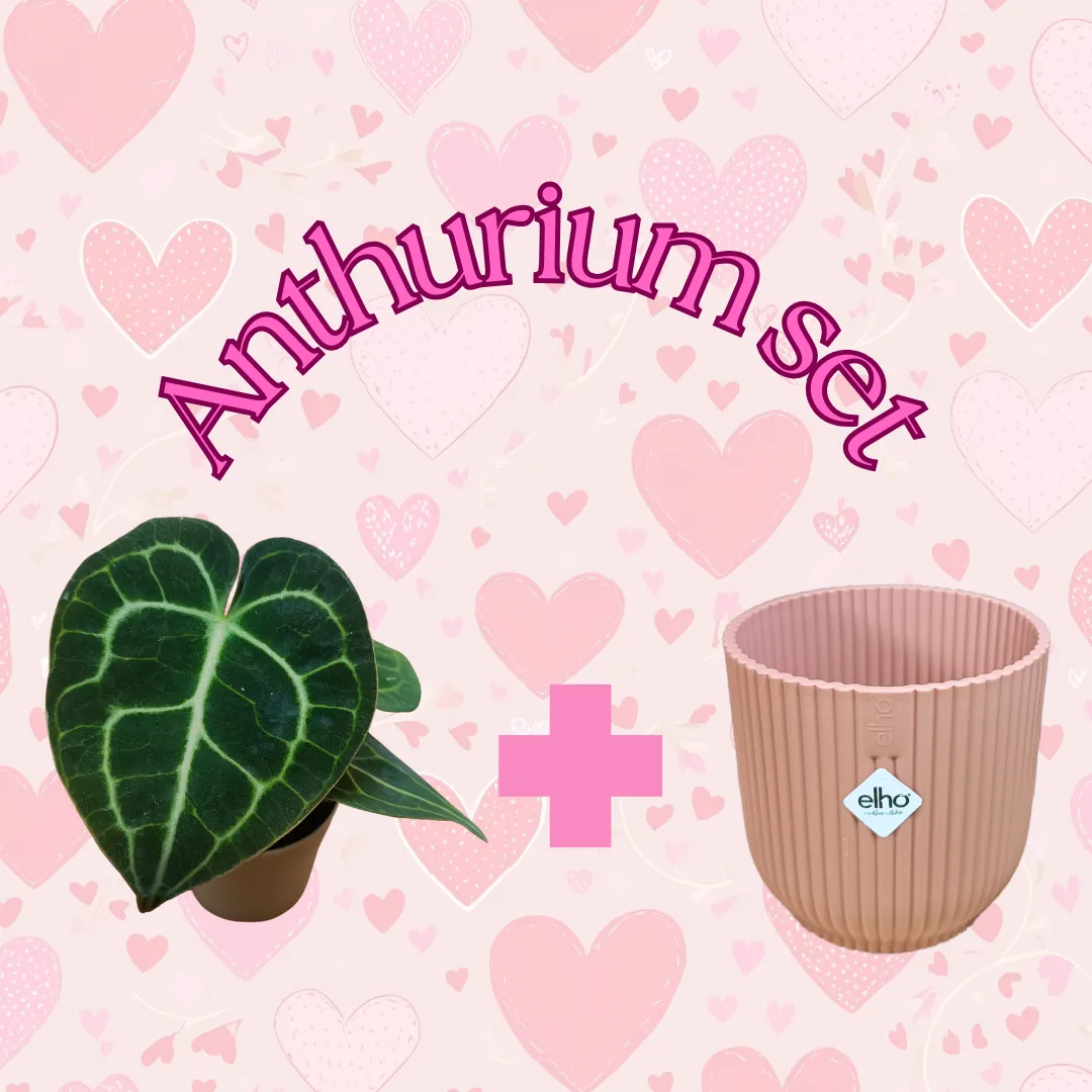 Anthurium Clarinervium set