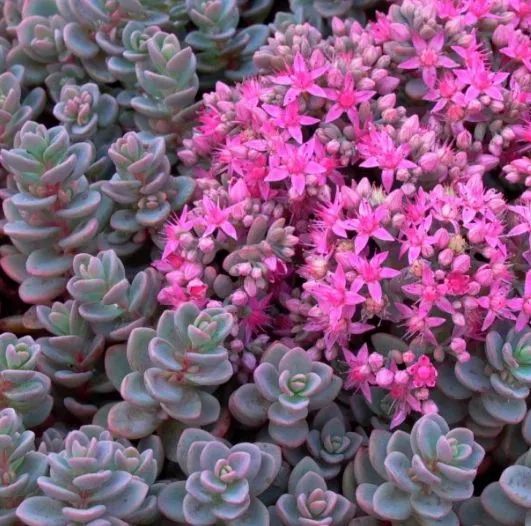 Sedum cyaneum sachalin