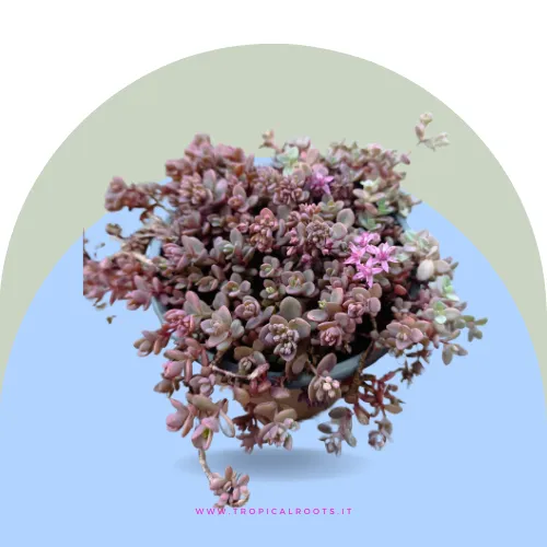 Sedum cyaneum sachalin