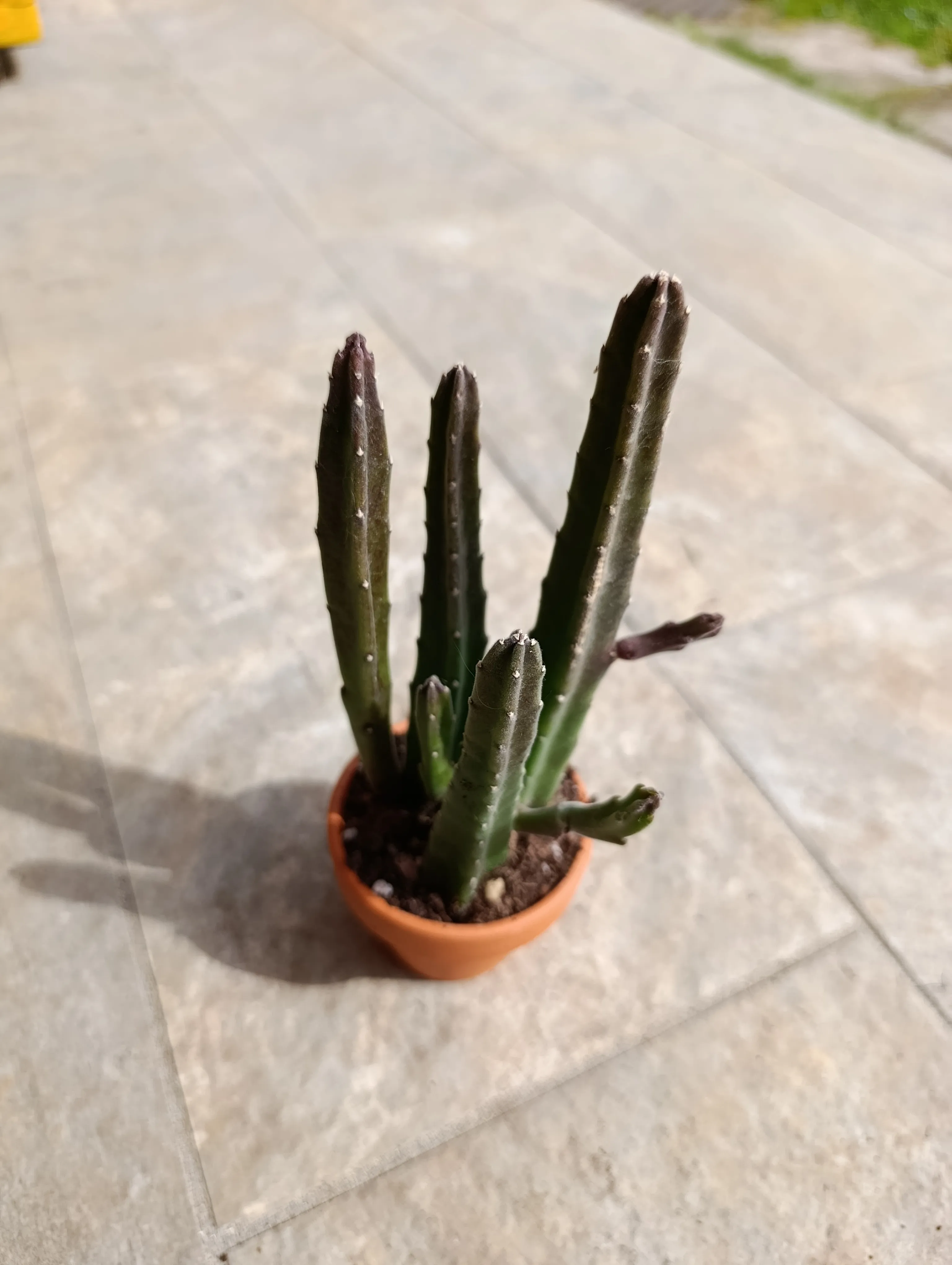 Stapelia leendertziae