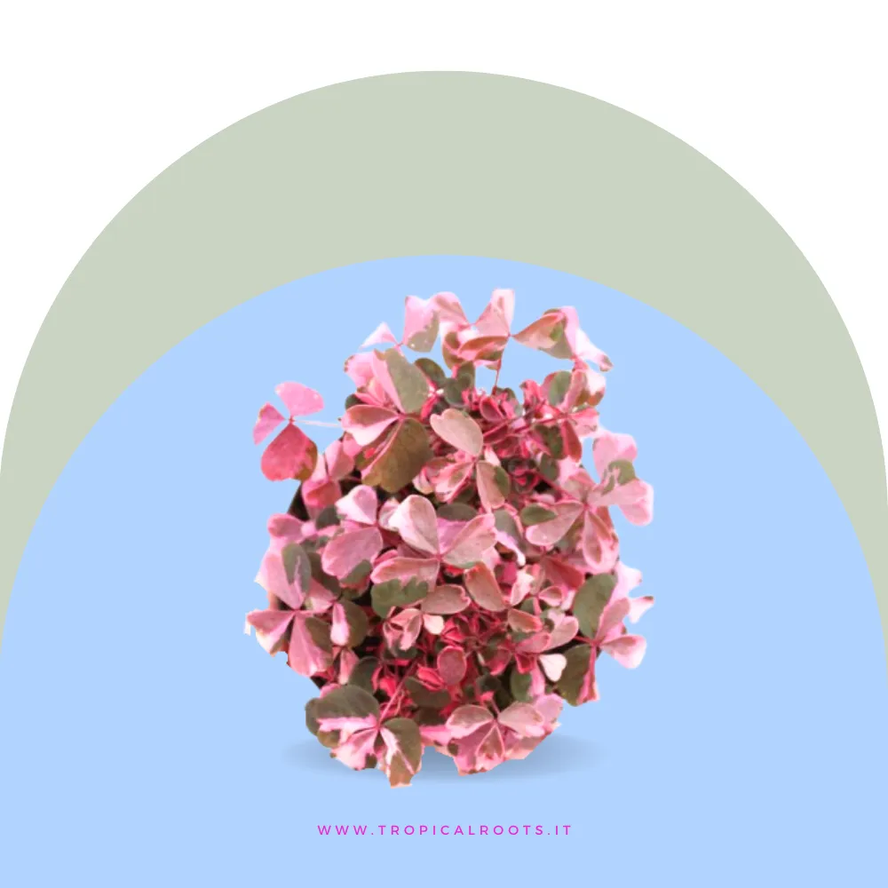 Oxalis Vulcanicola Pink