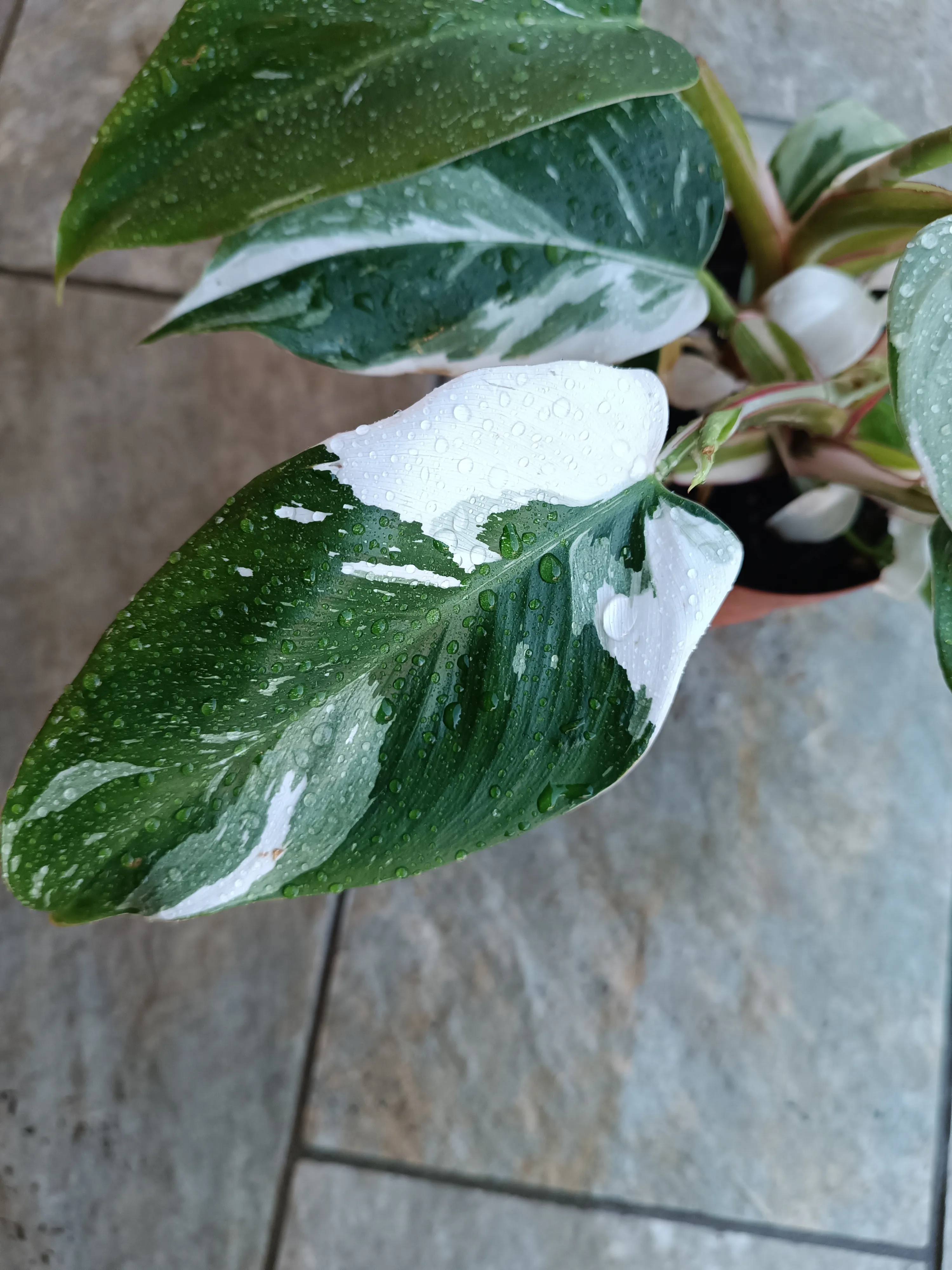 Philodendron 'White Princess'