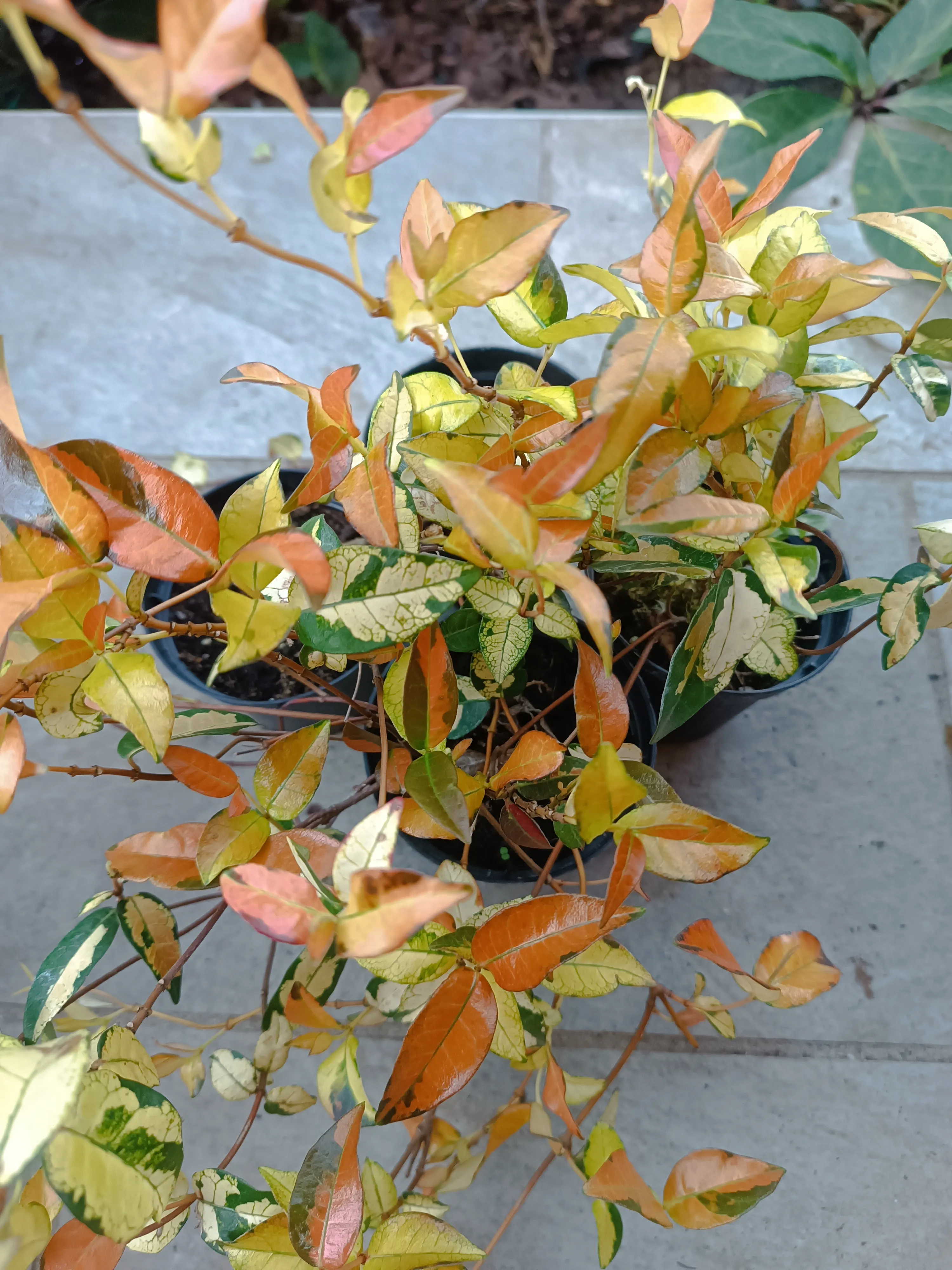 Trachelospermum asiaticum sunset - falso gelsomino