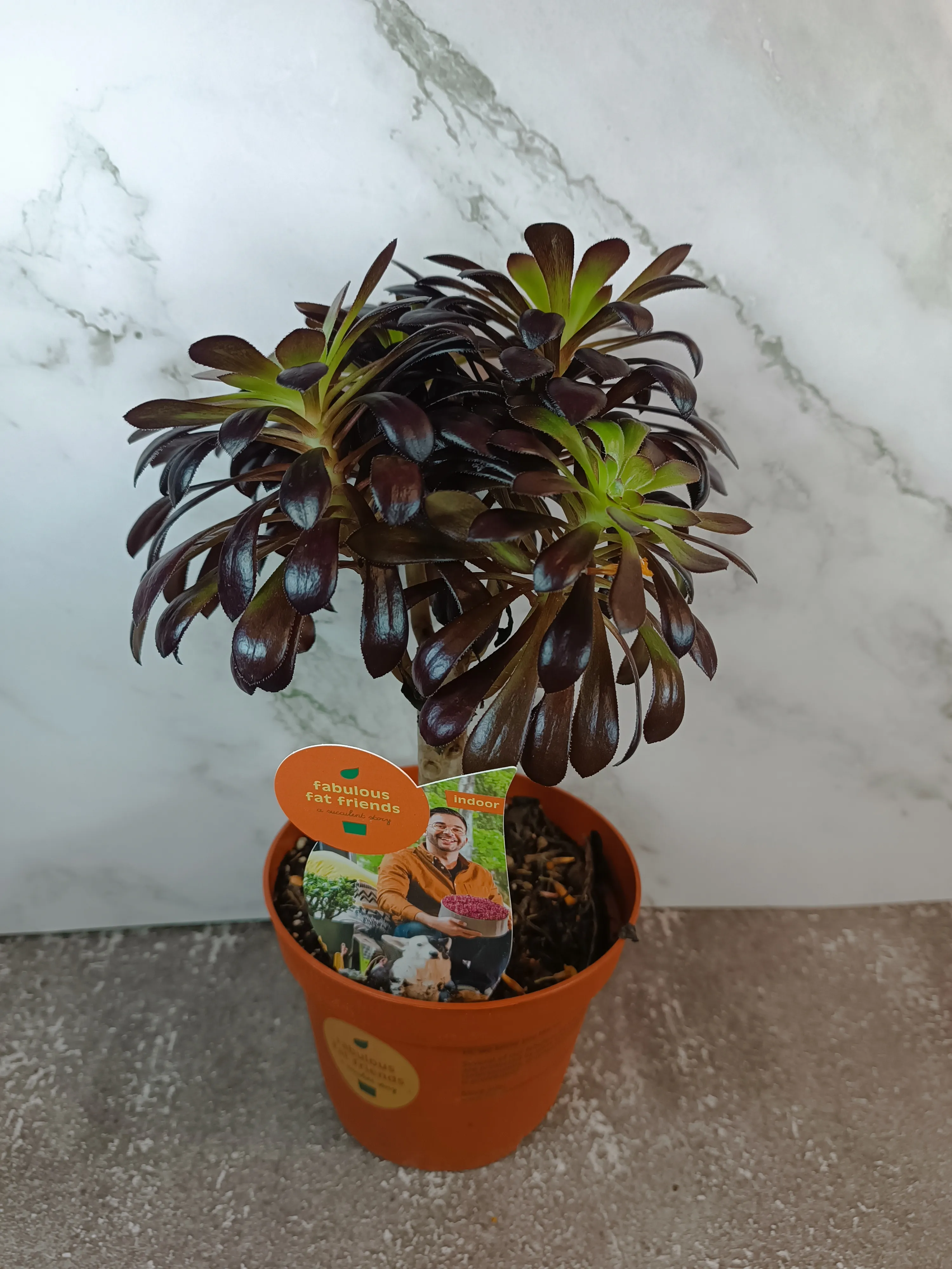 Aeonium Arboreum Rubrum