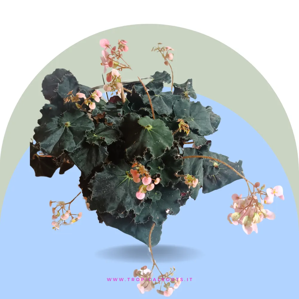 Begonia 'Dark mambo'