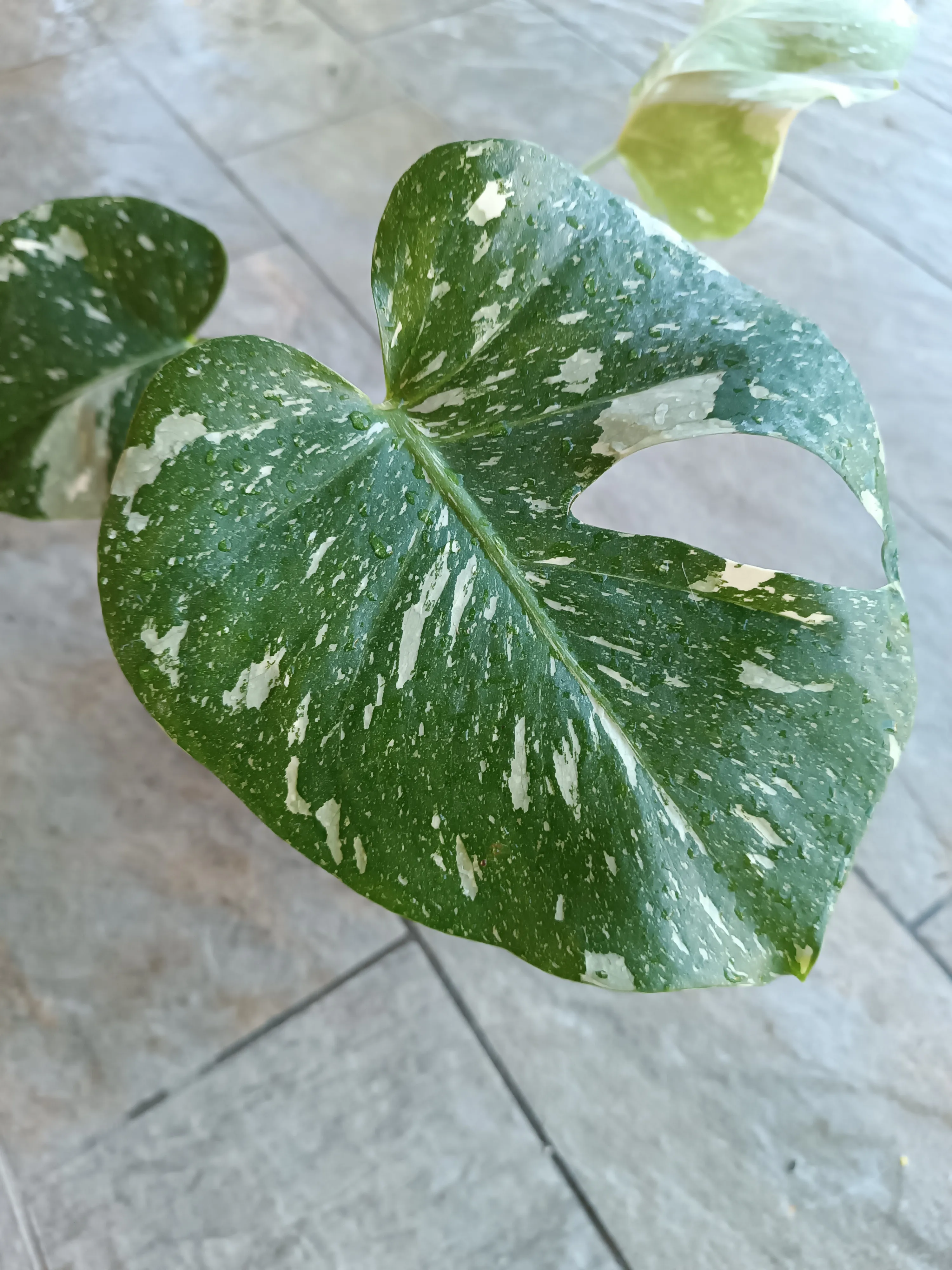 Monstera Thai Costellation