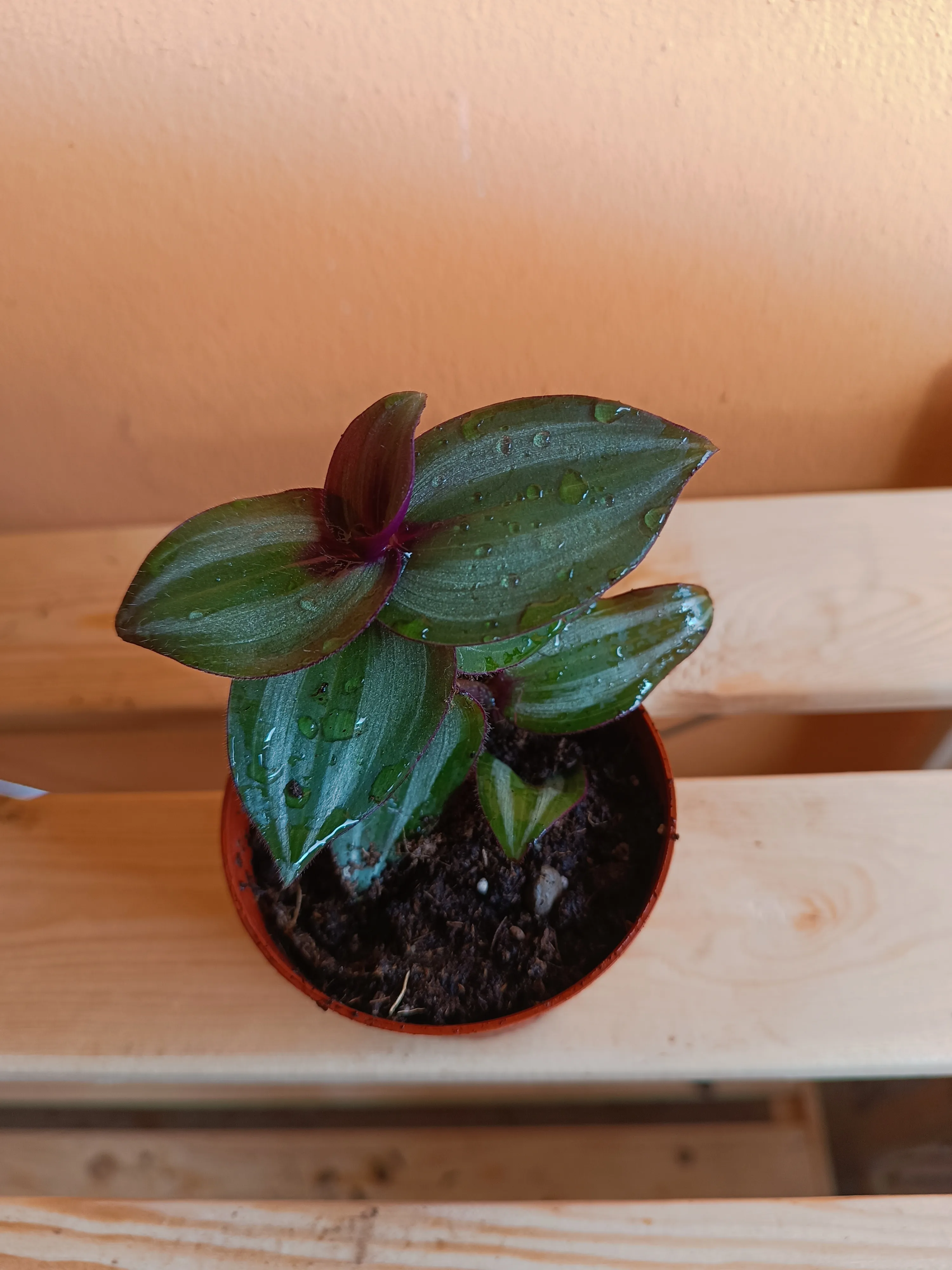 Tradescantia zebrina baby