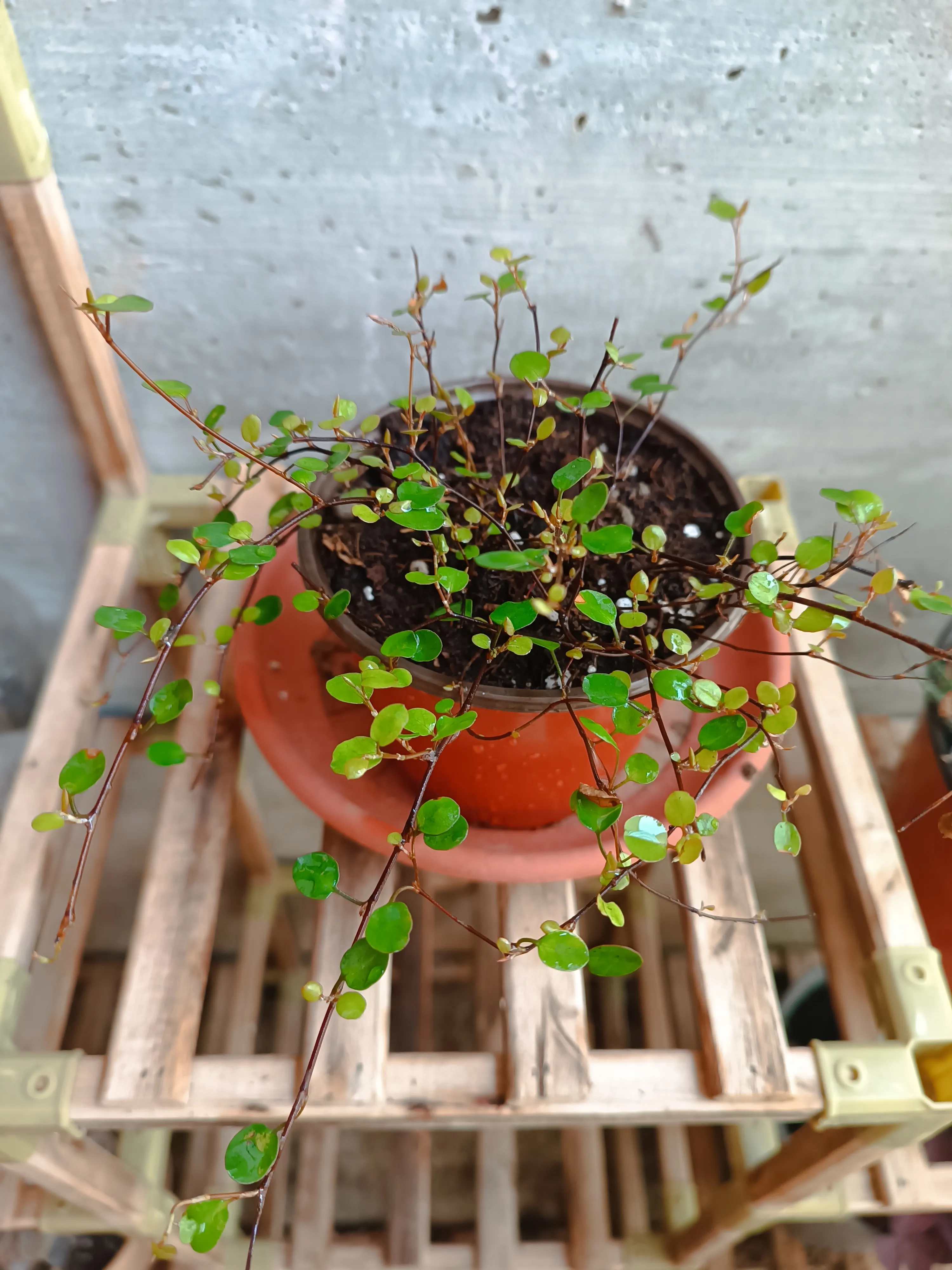 Muehlenbeckia axillaris